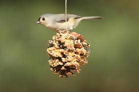 birdfeeder.jpeg