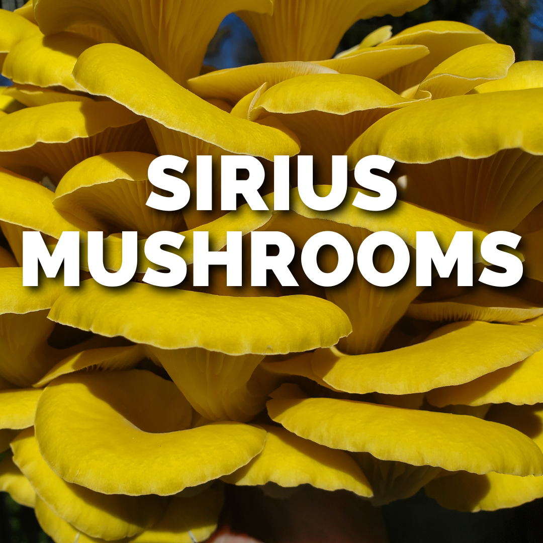 SIRIUS MUSHROOMS (1).png