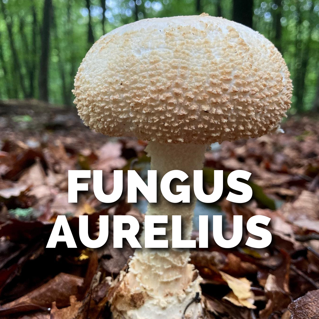 FUNGUS AURELIUS .png