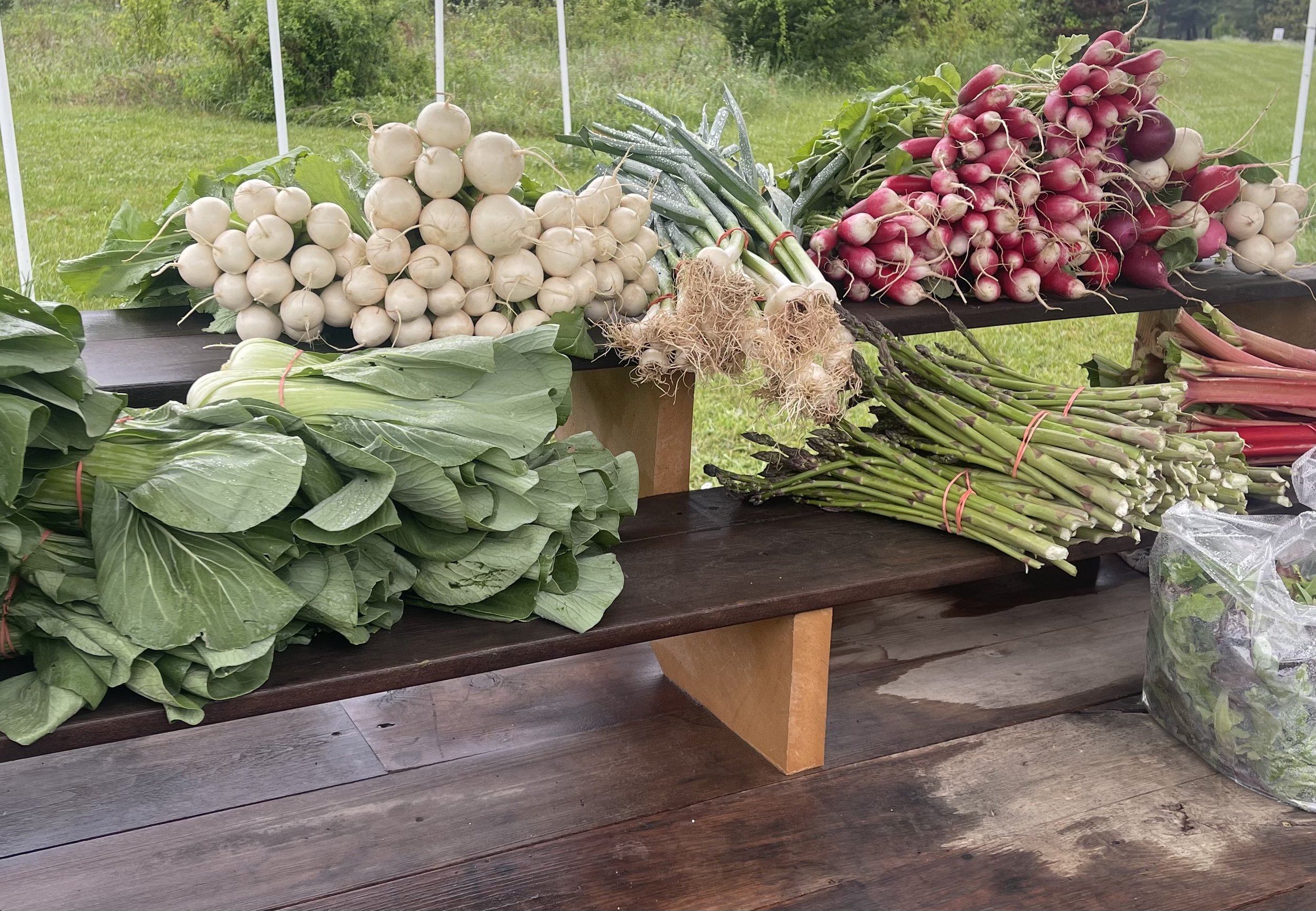 Mad Radish Farm IMG_0509 2024-05-08.jpg