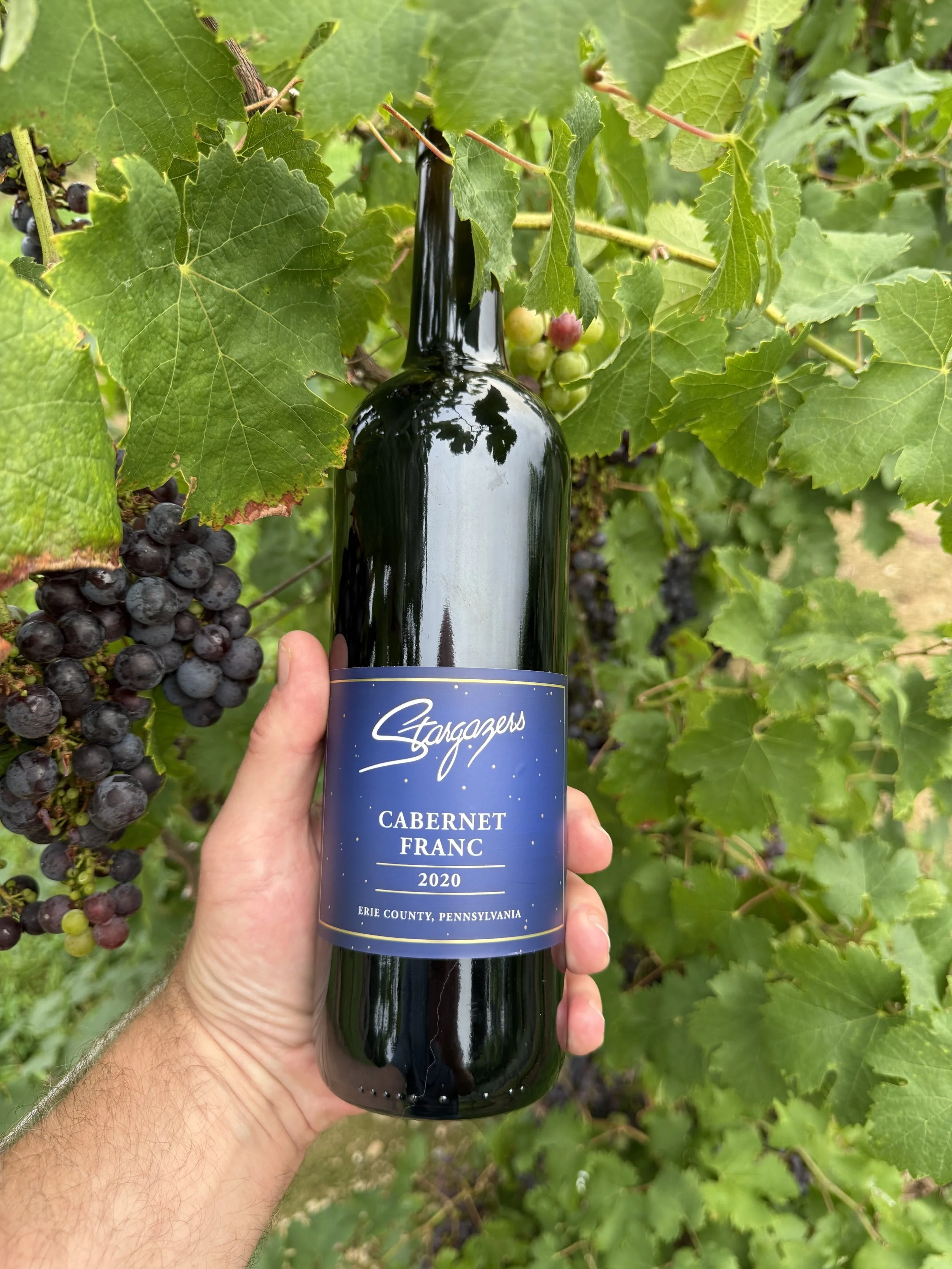 Stargazers Vineyard IMG_2610 2025-08-19.jpeg