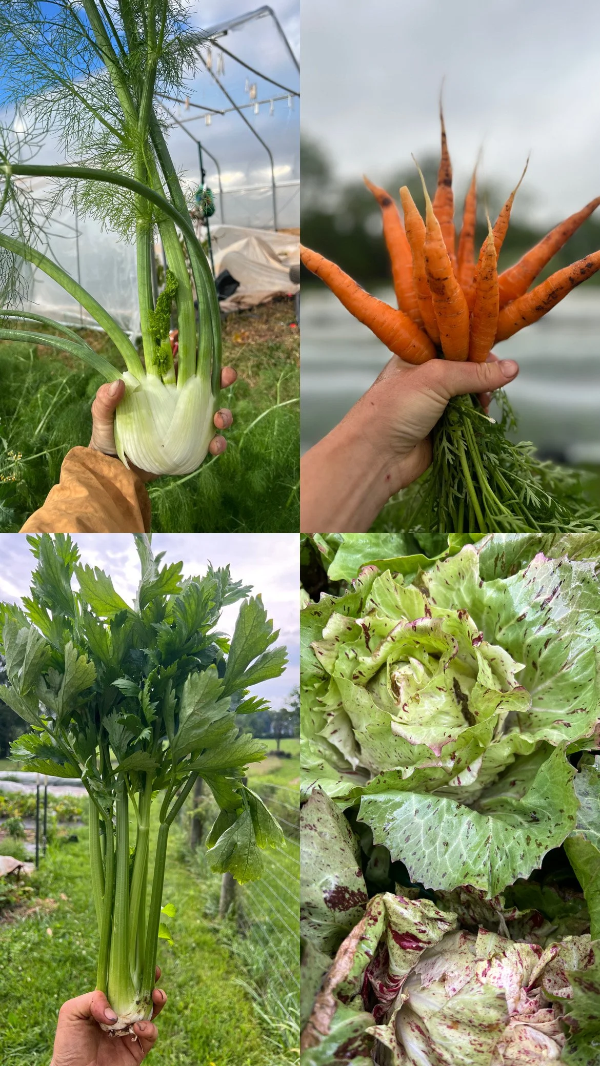 Toad stop Farm CDD9237B-63BF-4F05-91CD-50D504FBF479.JPG