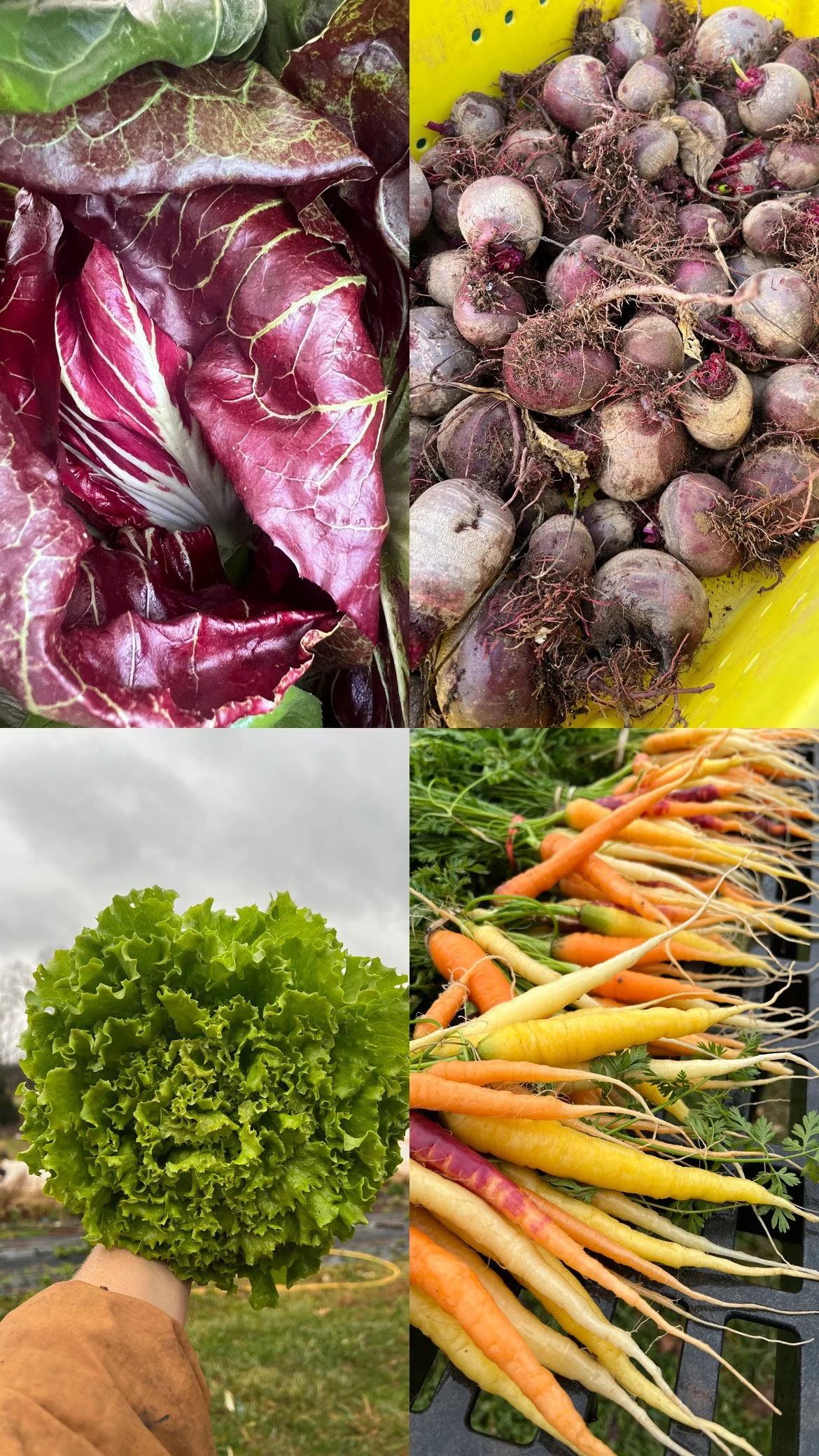 Toad Stop Farm 20368618-2715-4EDB-BC57-44A9A5E01B97.jpeg