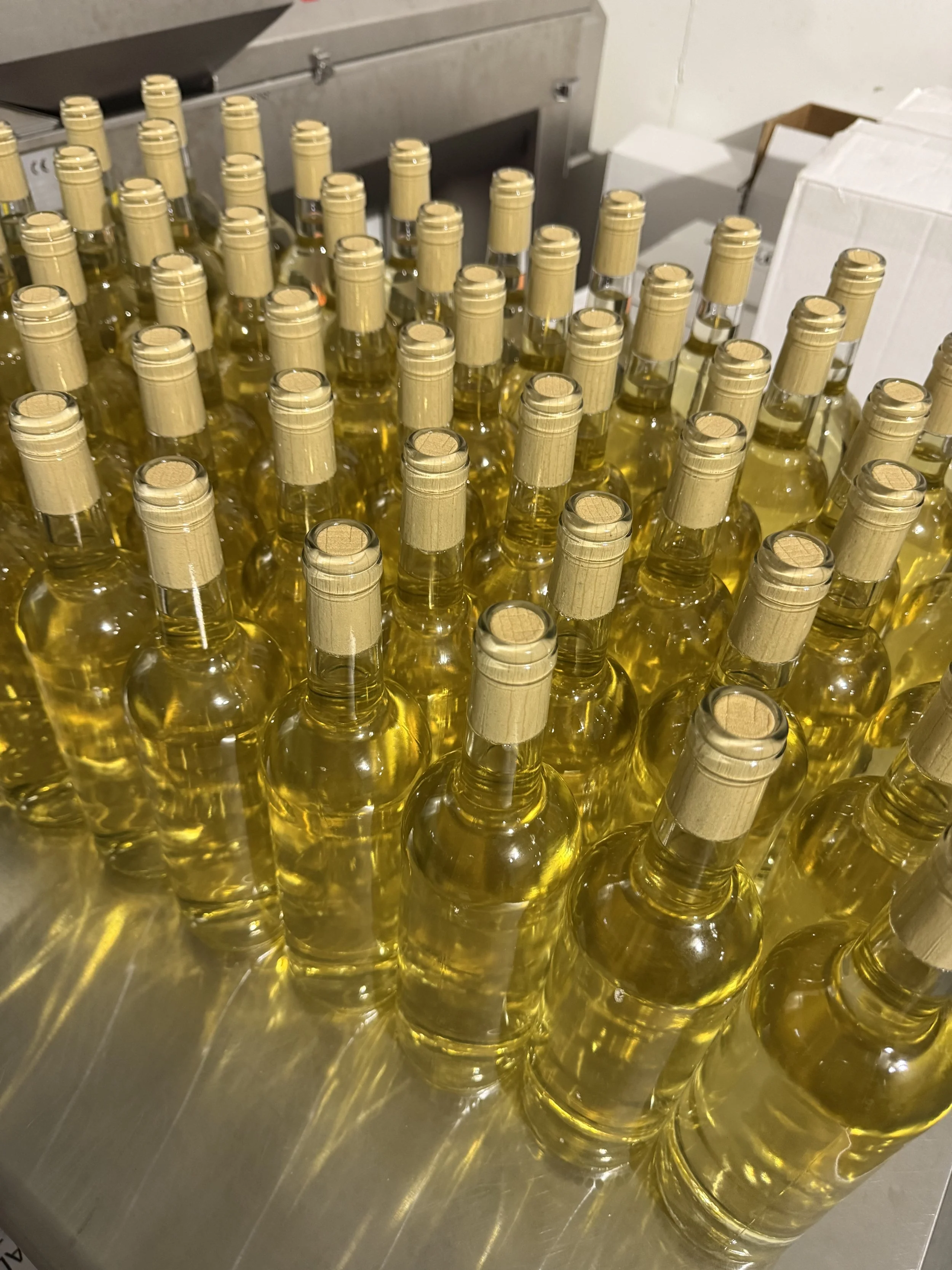 Stargazers Vineyard IMG_3632 2026-02-25.jpeg