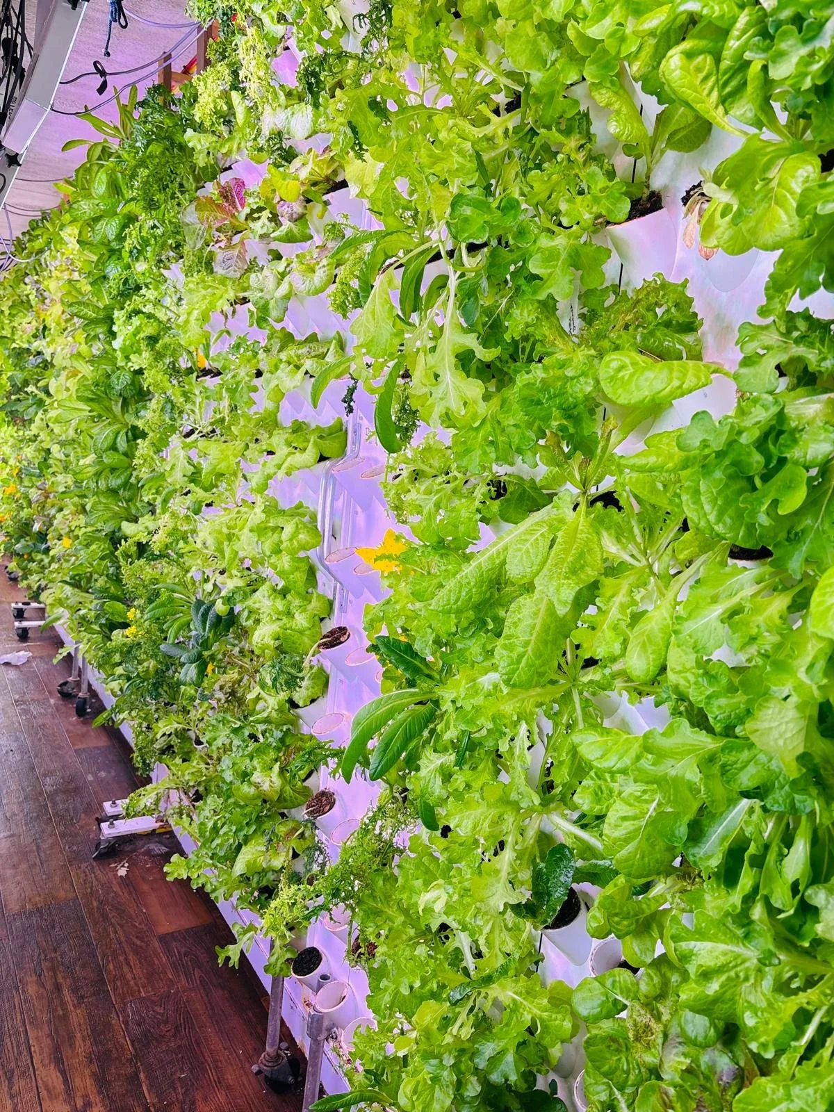 Pavani Krishna vertical garden3 2026-03-15.jpeg