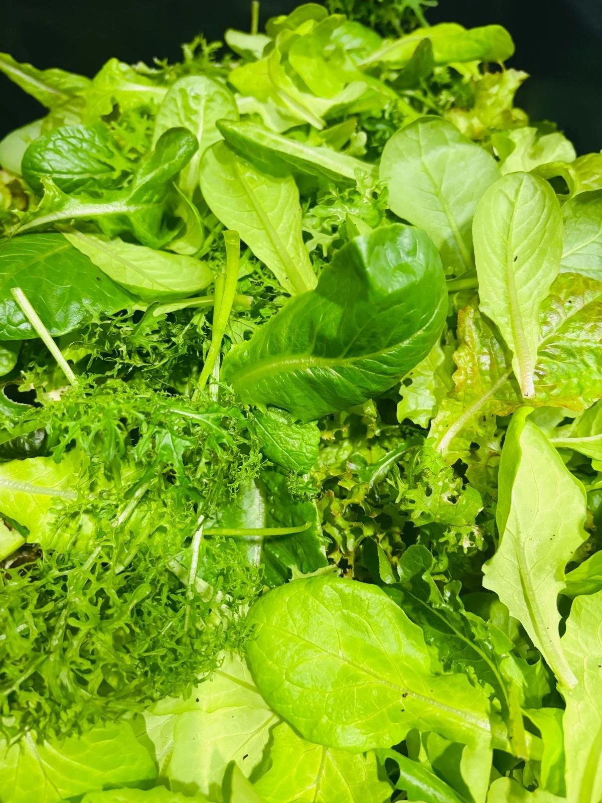 2026-03-01 - Pavani Krishna salad mix.jpeg