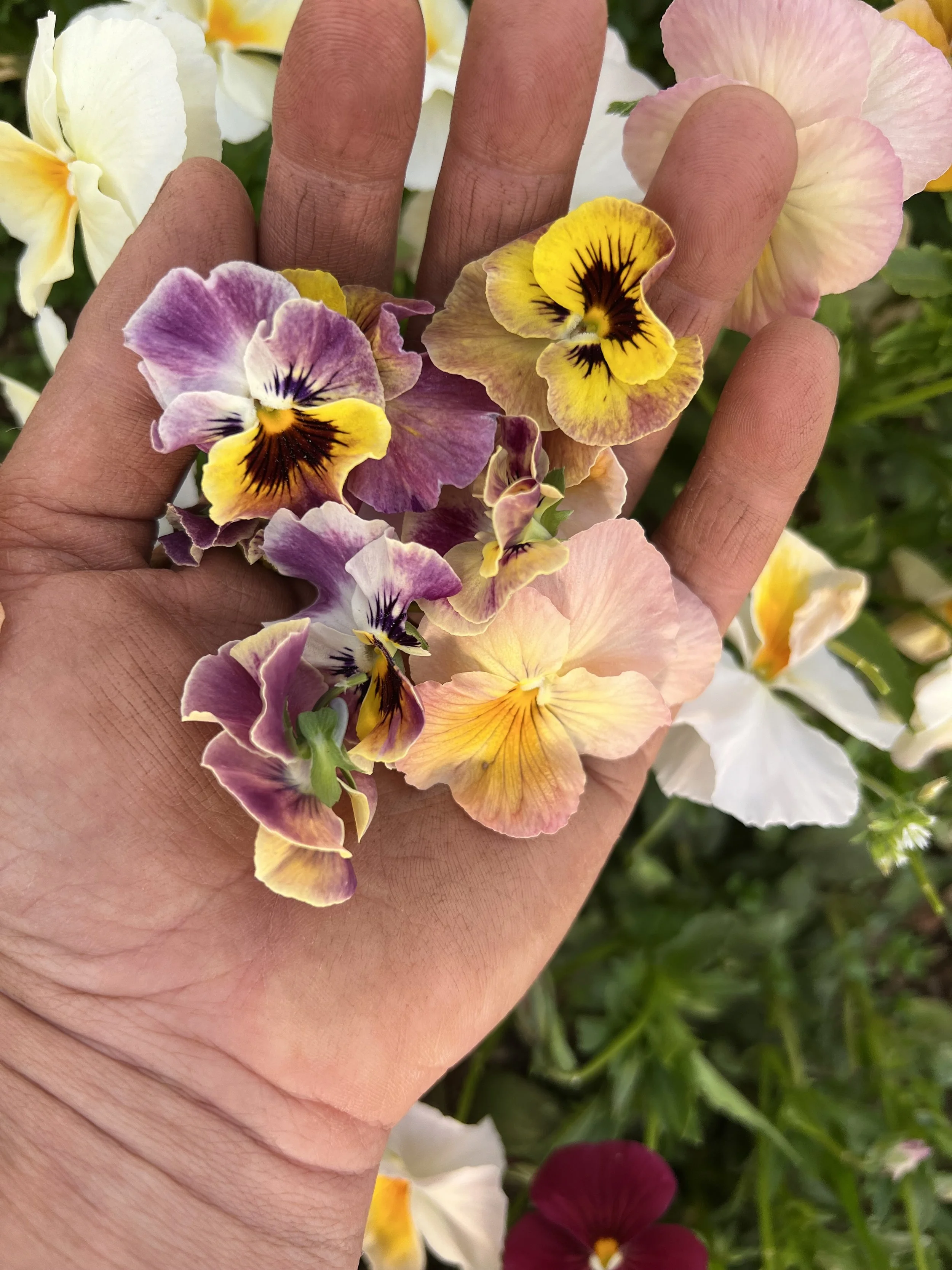 Toad Stop Farm IMG_8491.jpeg