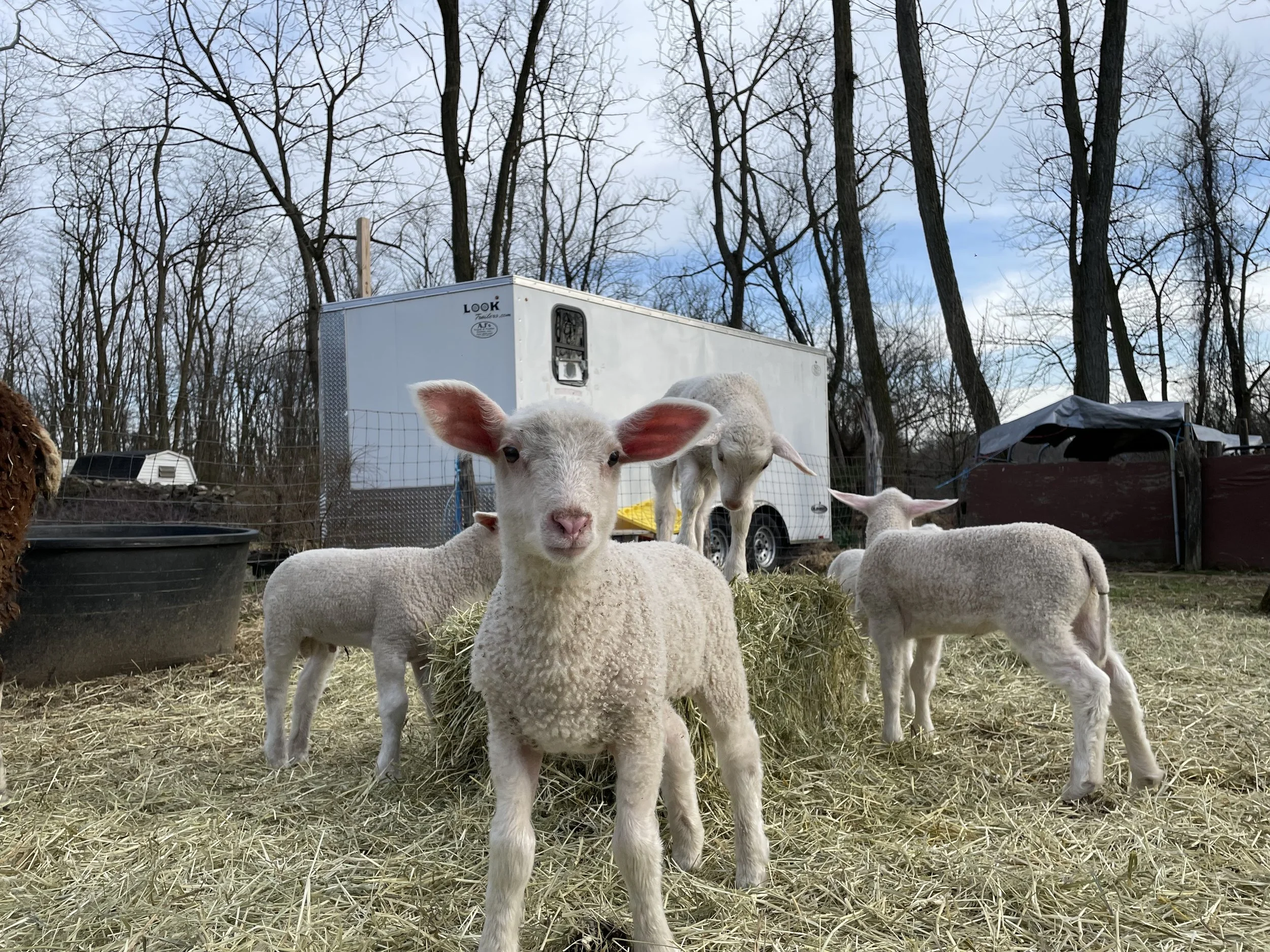 Locust Hollow IMG_4632 2025-08-11.jpeg