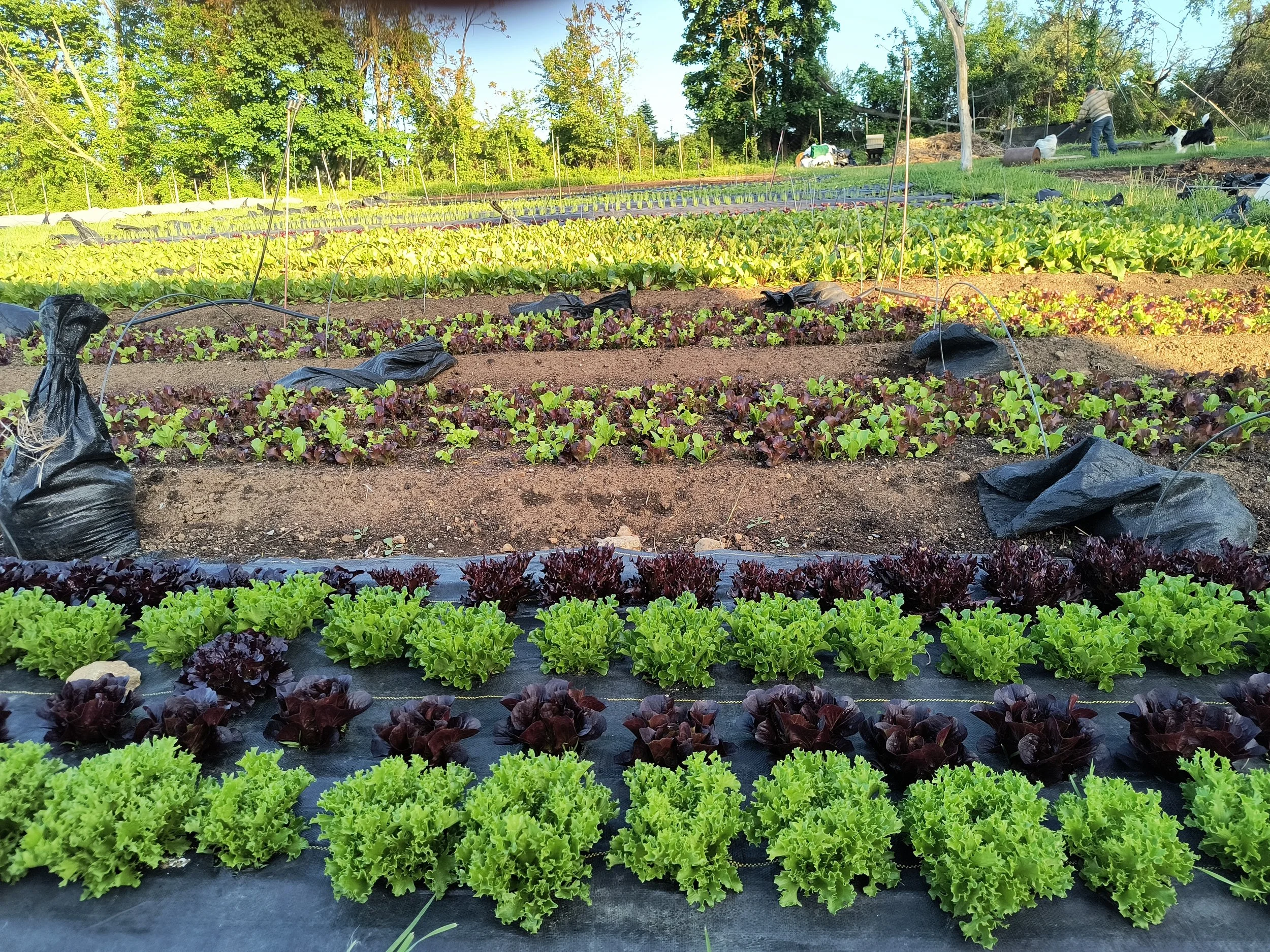Full Circle CSA IMG_20260511_185834806_HDR.jpg