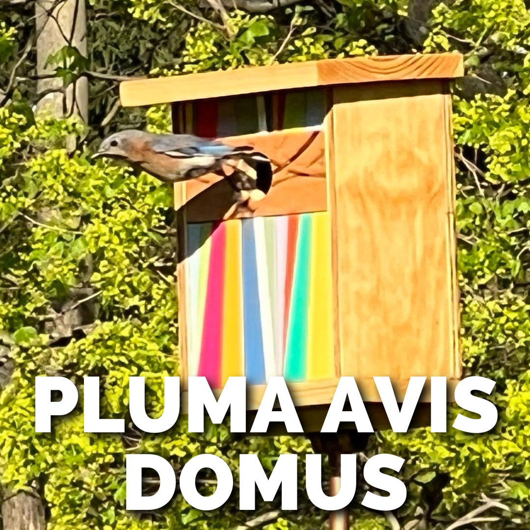 PLUMA AVIS DOMUS.png