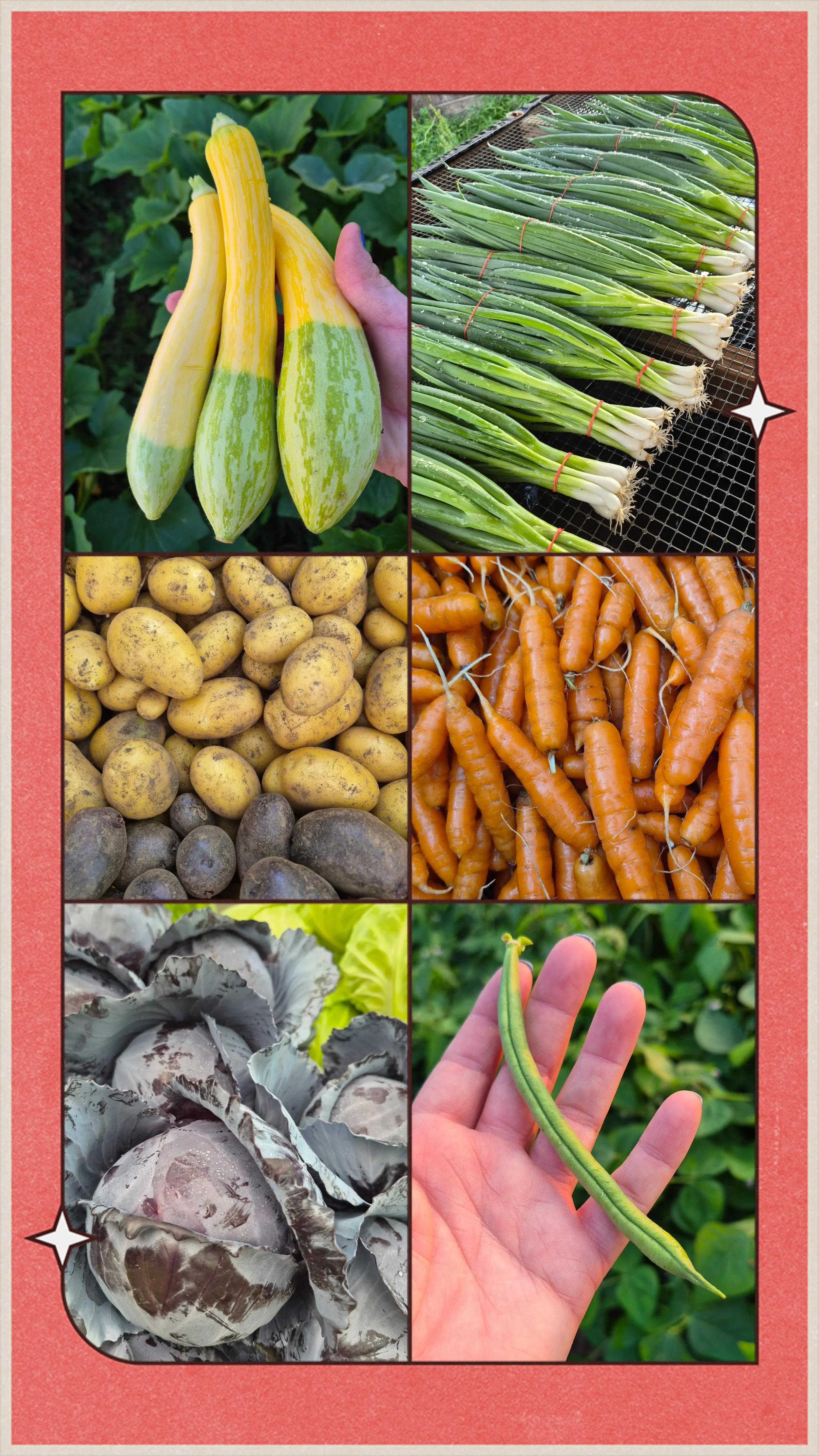 Full Circle CSA 20260705_150011-COLLAGE.jpg