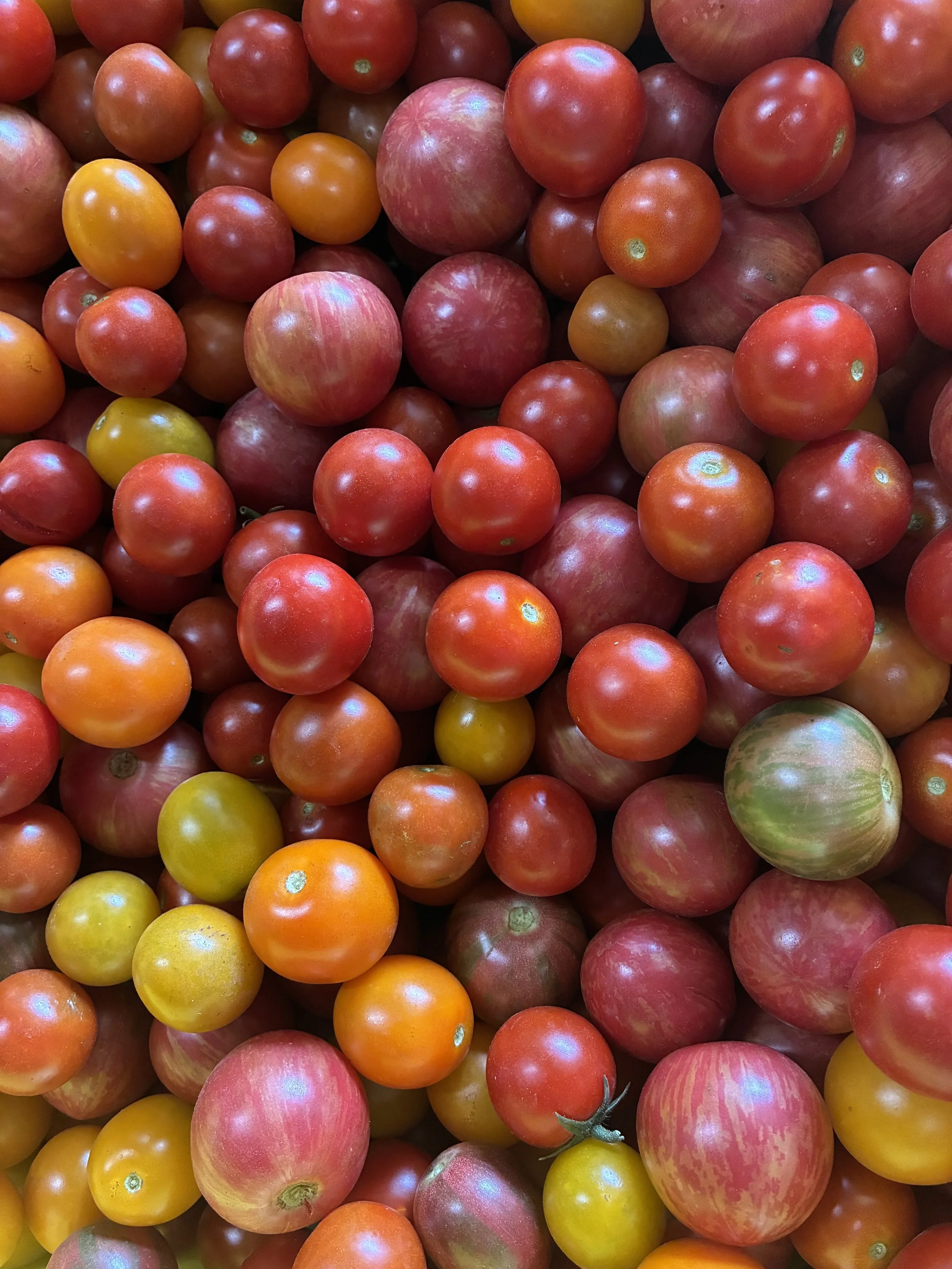 2026-08-05 - Mad Radish Farm cherry tomatoes.jpeg
