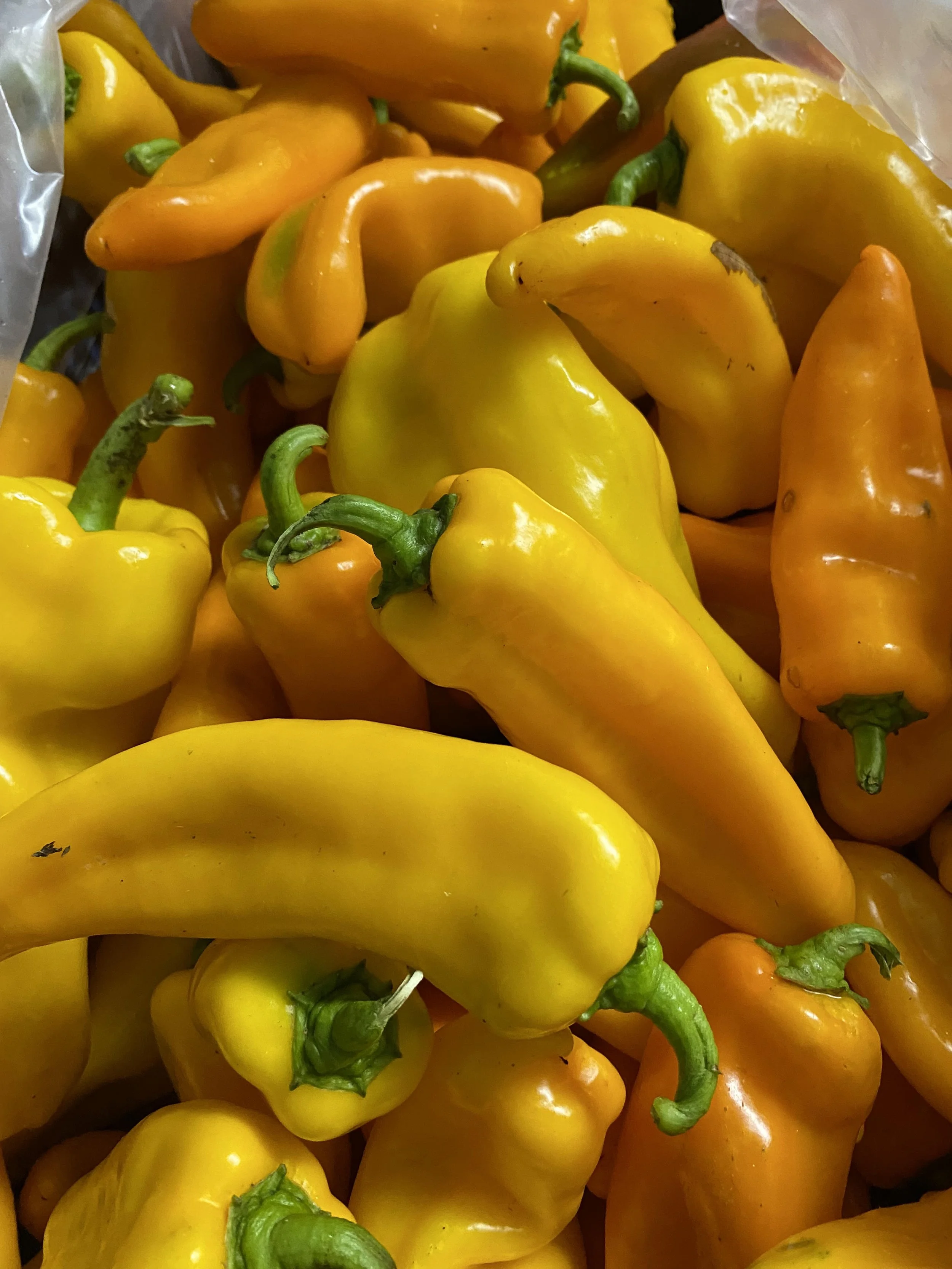 Mad Radish Farm peppers 2026-09-09.jpg