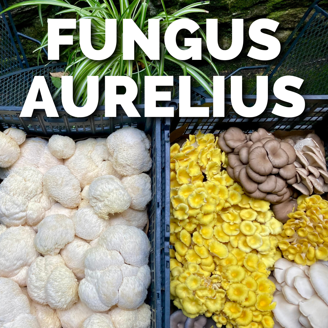 FUNGUS AURELIUS.png
