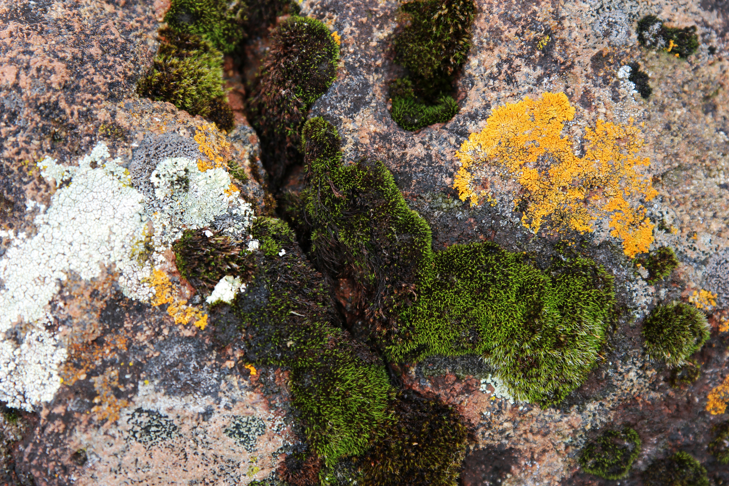 North shore moss and lichen.jpg