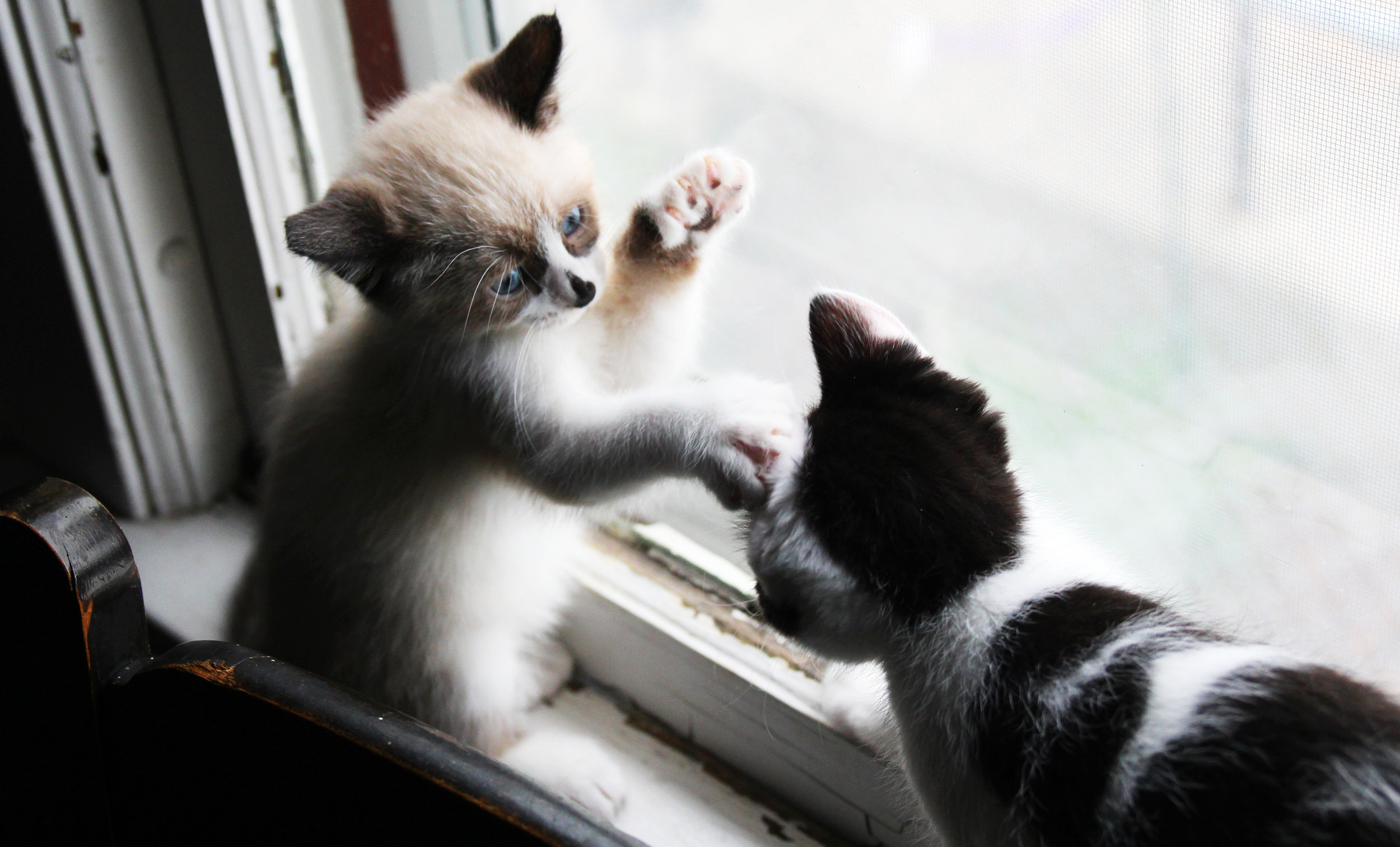 lily and rory kitten play.jpg