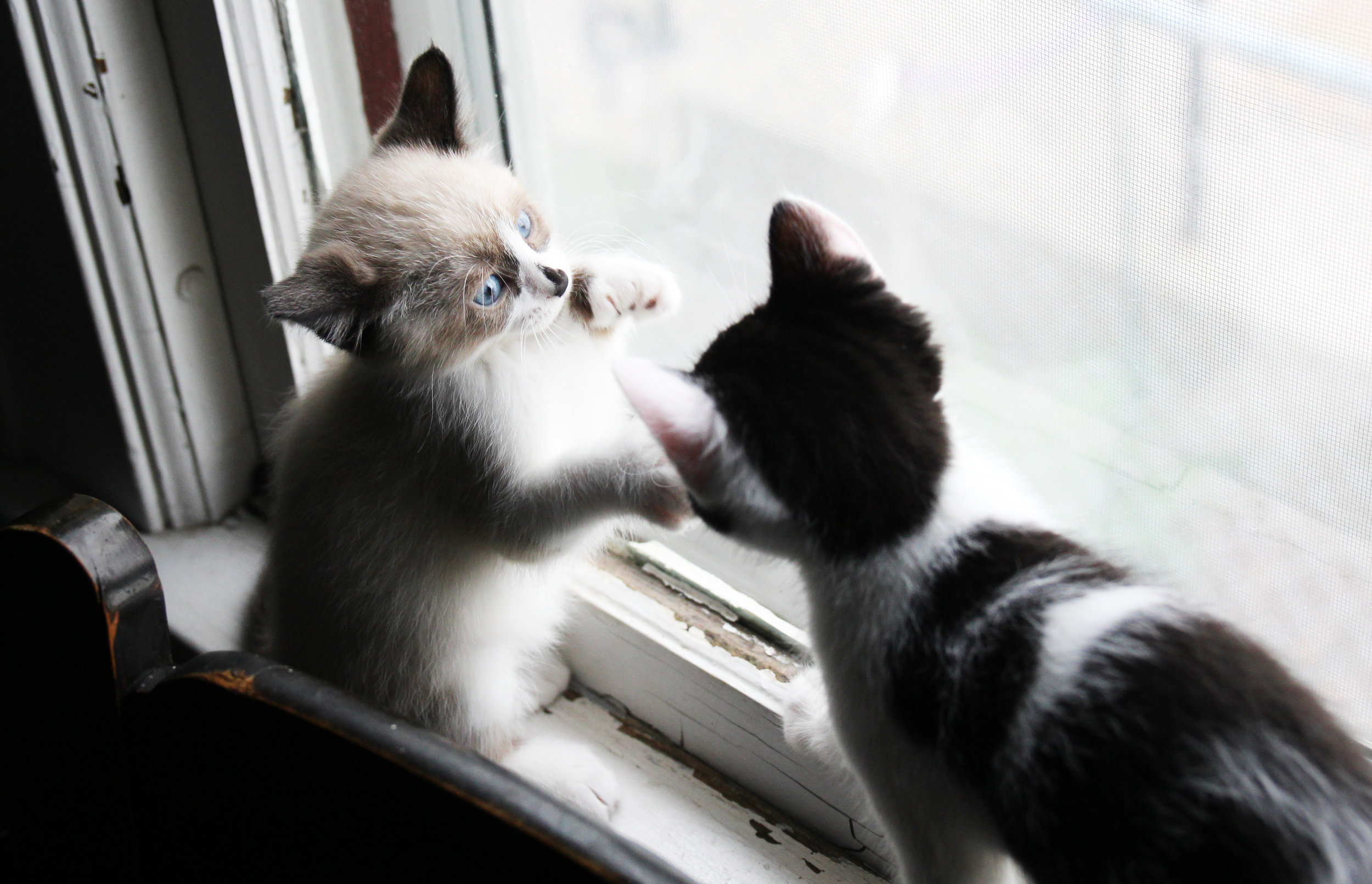 lily and rory kitten play2 the windup.jpg