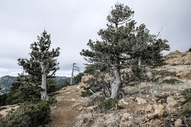 Troodos Mountain Trees