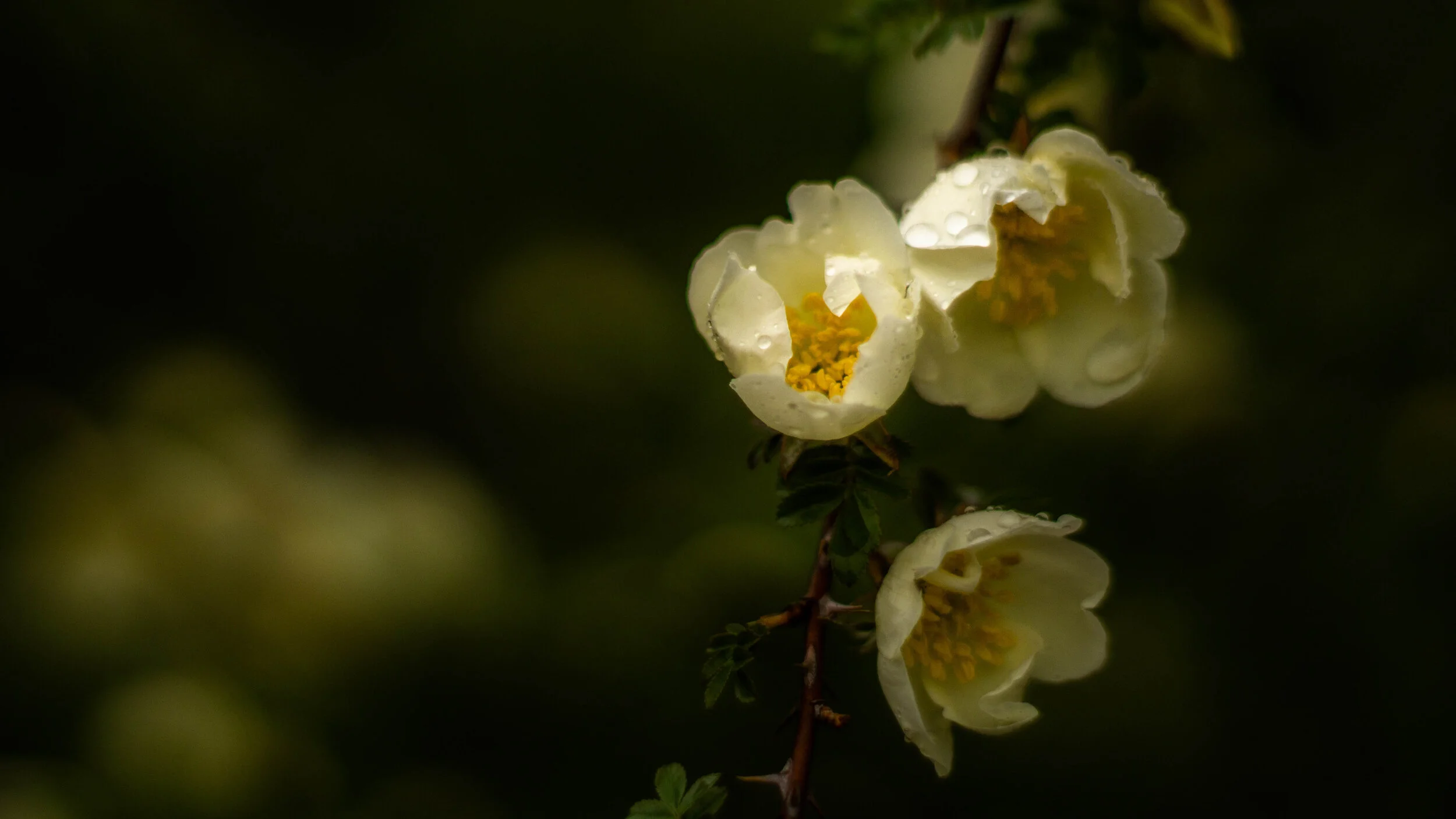 Close-up of white flowers with yellow centers and water droplets, on a dark background, with their reflection visible beneath.
