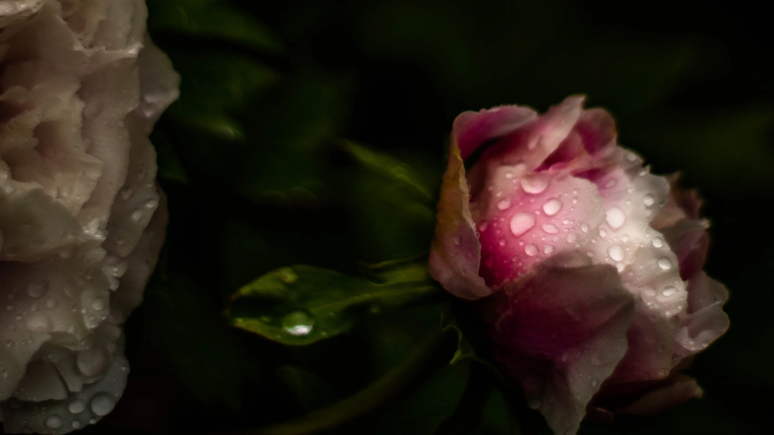 Close-up of pink and white flowers with water droplets on petals, dark background.