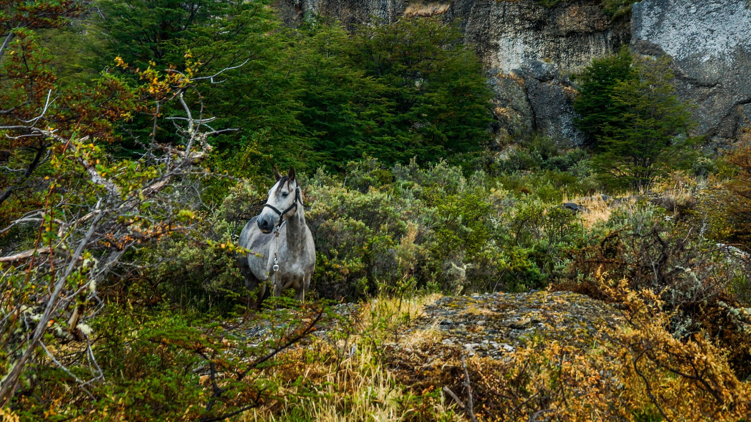 A gray horse with a black halter standing among dense green and yellow shrubbery in a forested area, with rocky cliffs visible in the background.