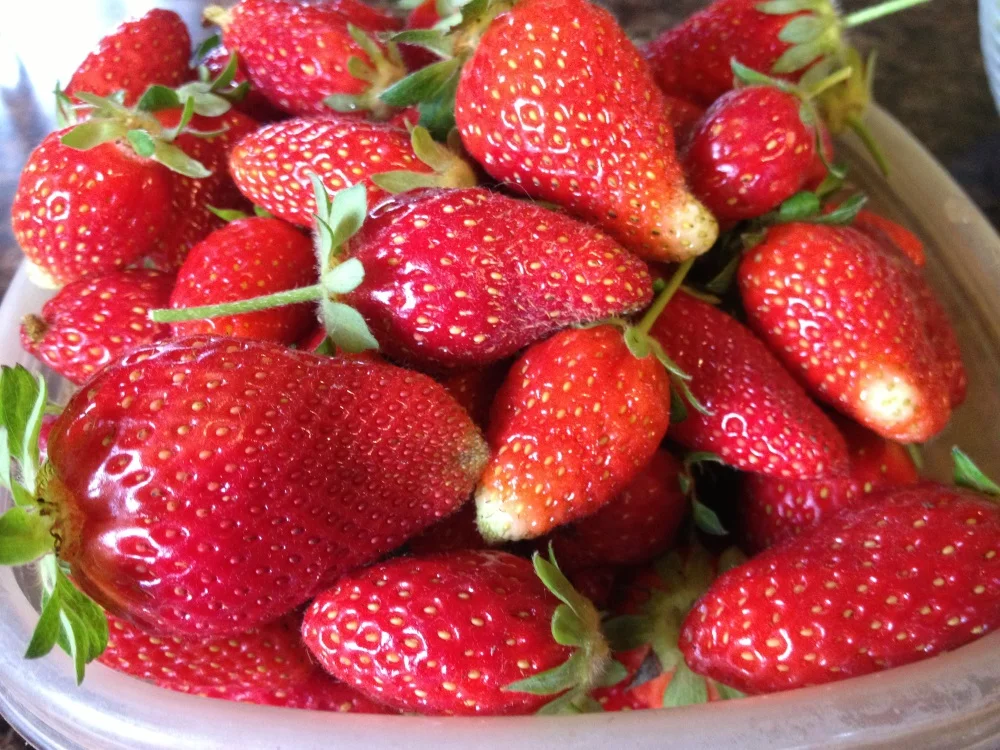 Actually, these are berries from my GARDEN, while it was still producing earlier this year! Can you believe it?!