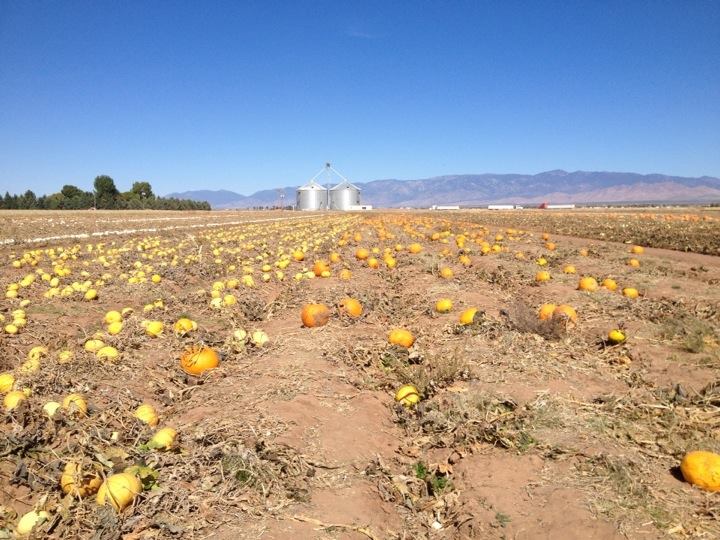 Our visit to a local pumpkin patch! We gotta go every year! 