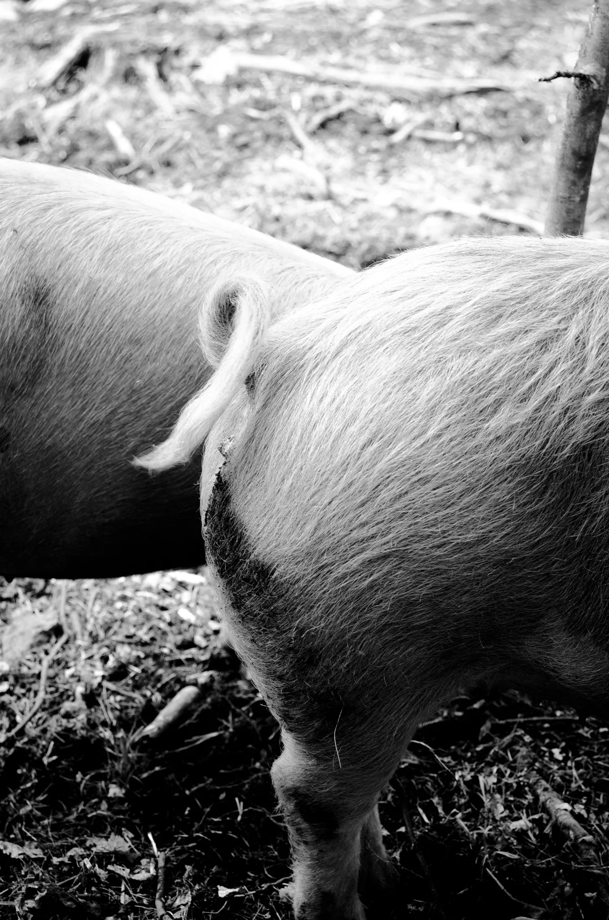 Pigs Raised in NH Woods Photos: Melissa DiPalma