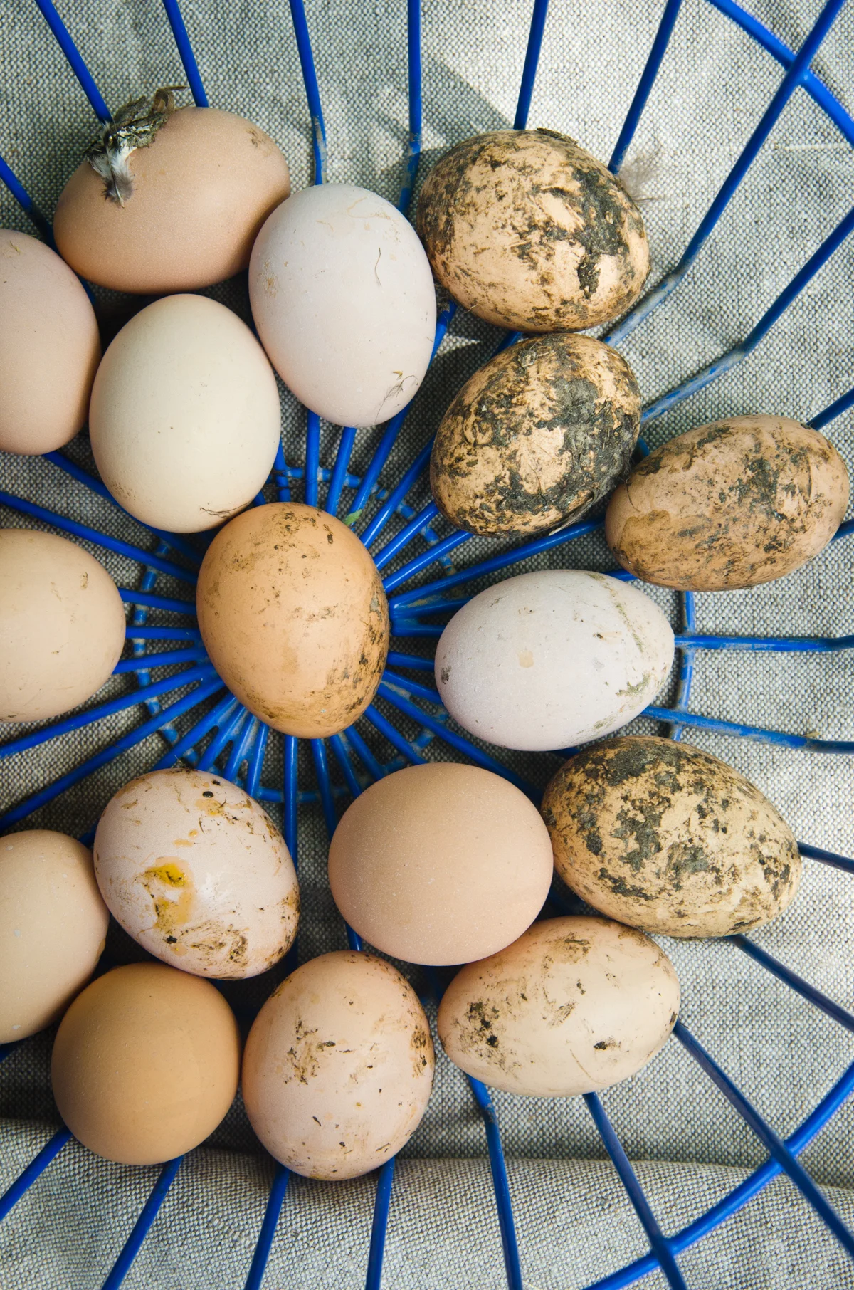 Eggs & Spring Chicks Photos: Melissa DiPalma