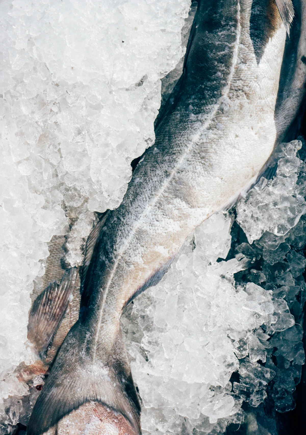 System efficiency: fish may be caught, cleaned, packed and in transit to its final destination within hours.