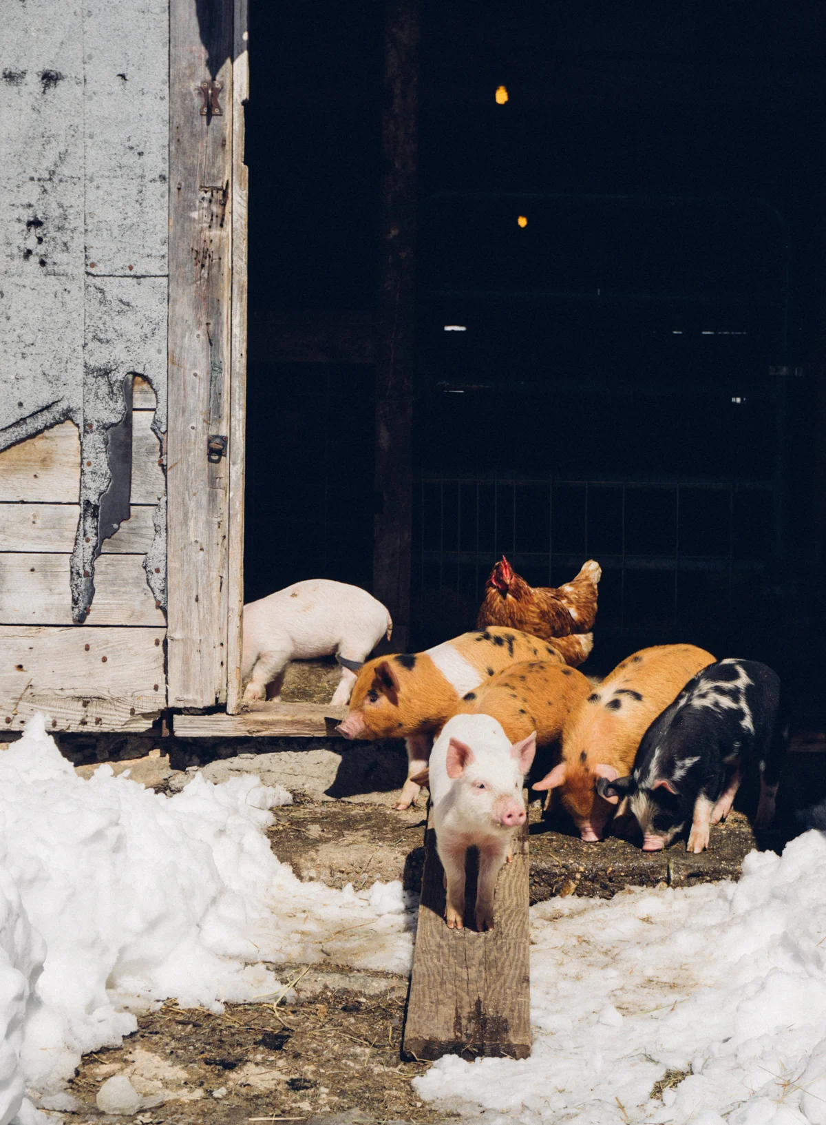 New piglets on the farm find their way out to the snowy barn yard.
