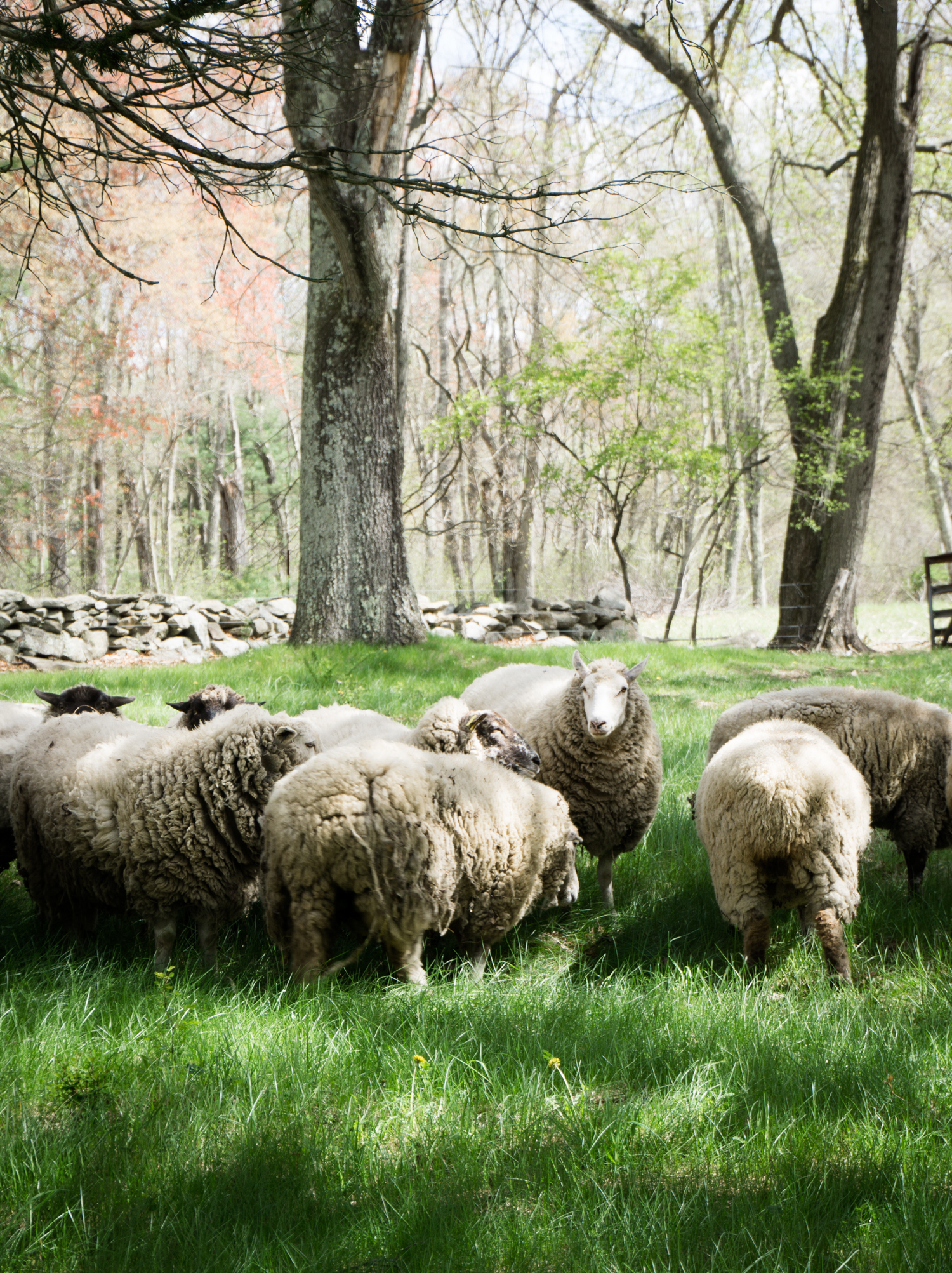 Sheep flock at Tree House Farms in Millis, MA.
