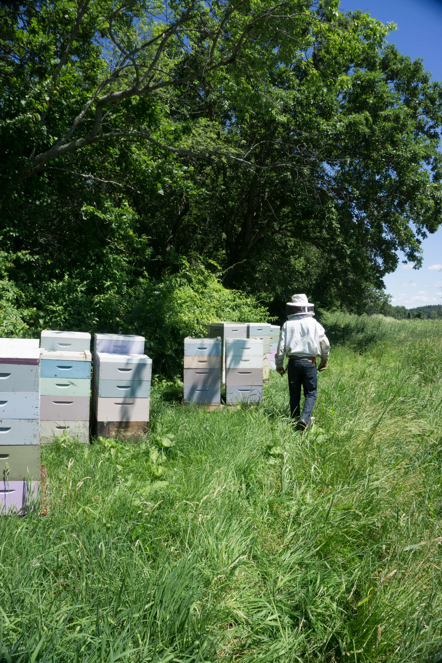 Checking the hives in Concord, MA