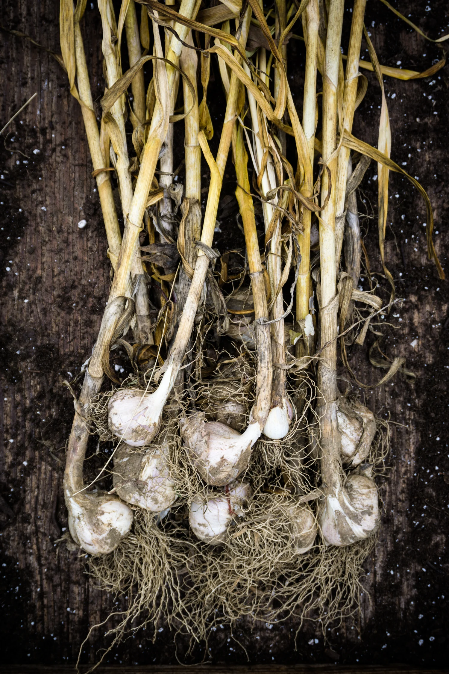 Supplying produce to restaurants and chefs in the Boston area.