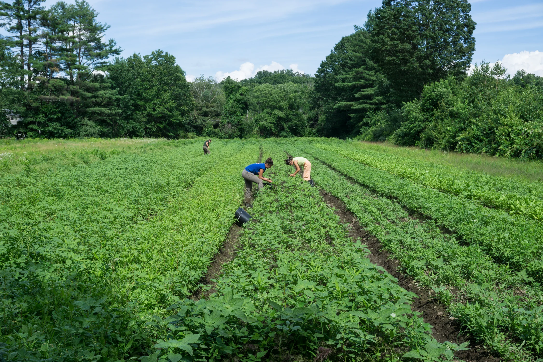 Siena Farms currently cultivates 50 acres of protected farmland.