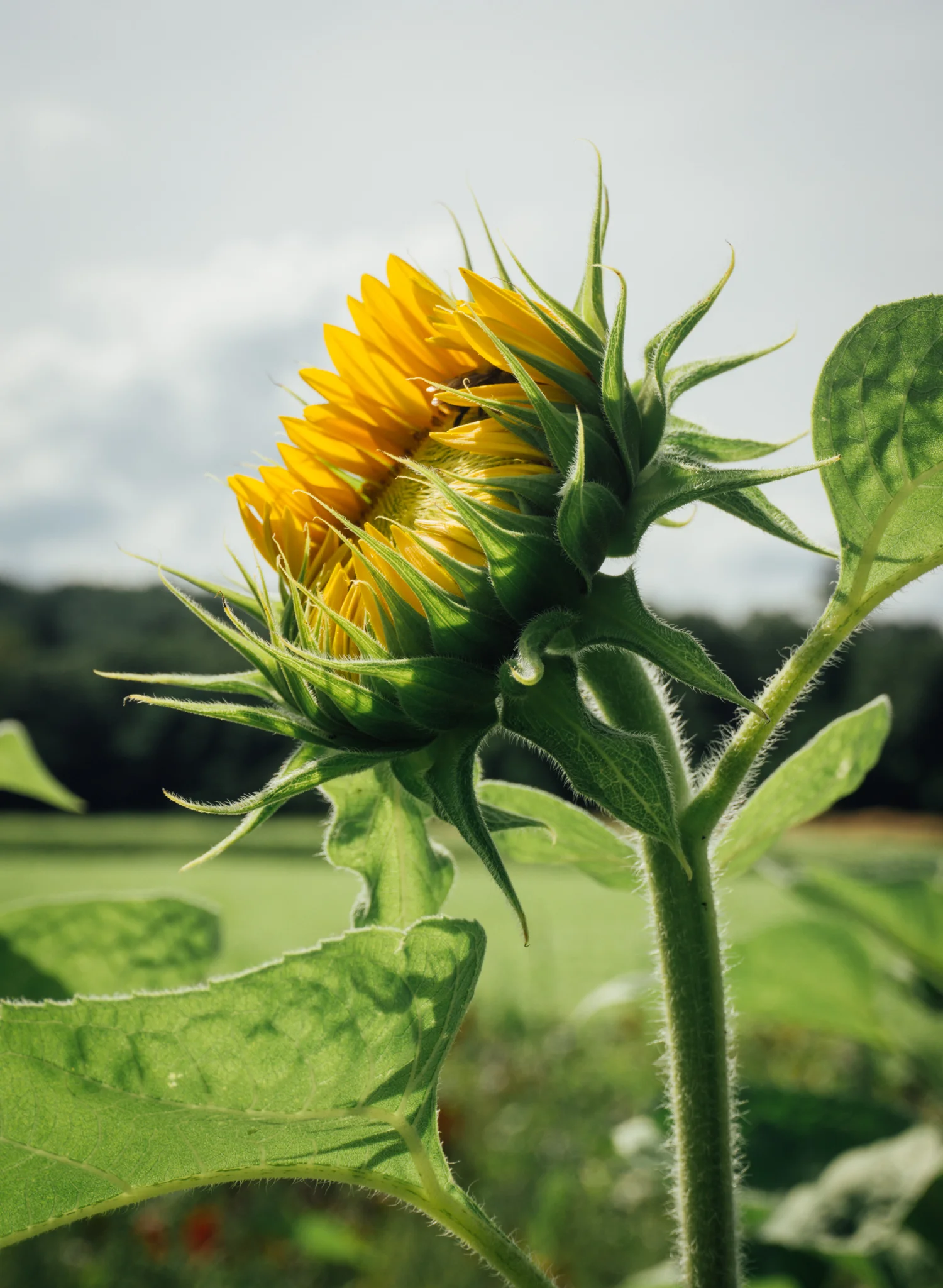 Sustainable farming is good for the health and continued existence of every living thing, plant or creature.