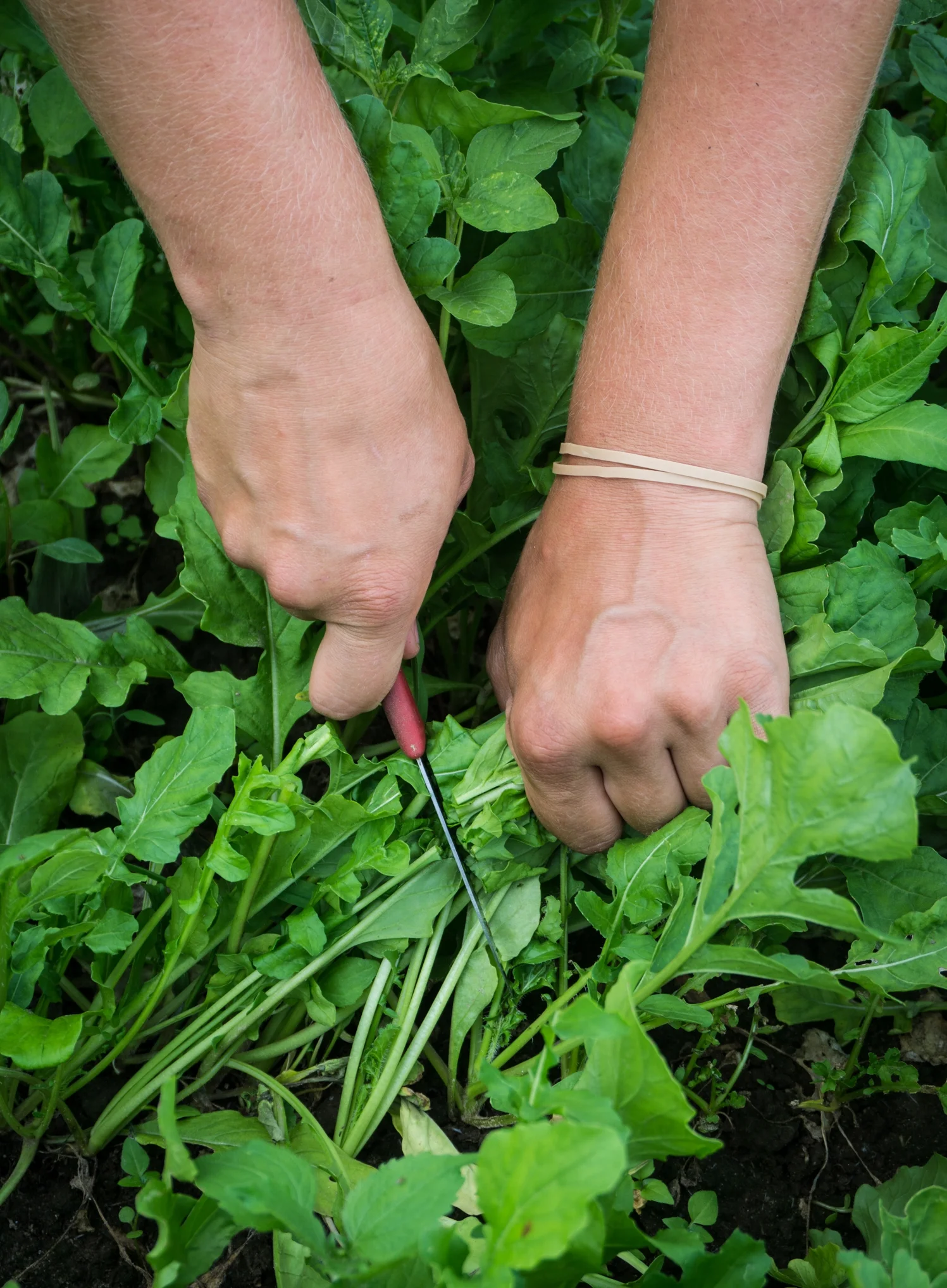 Harvesting arugula in the field.