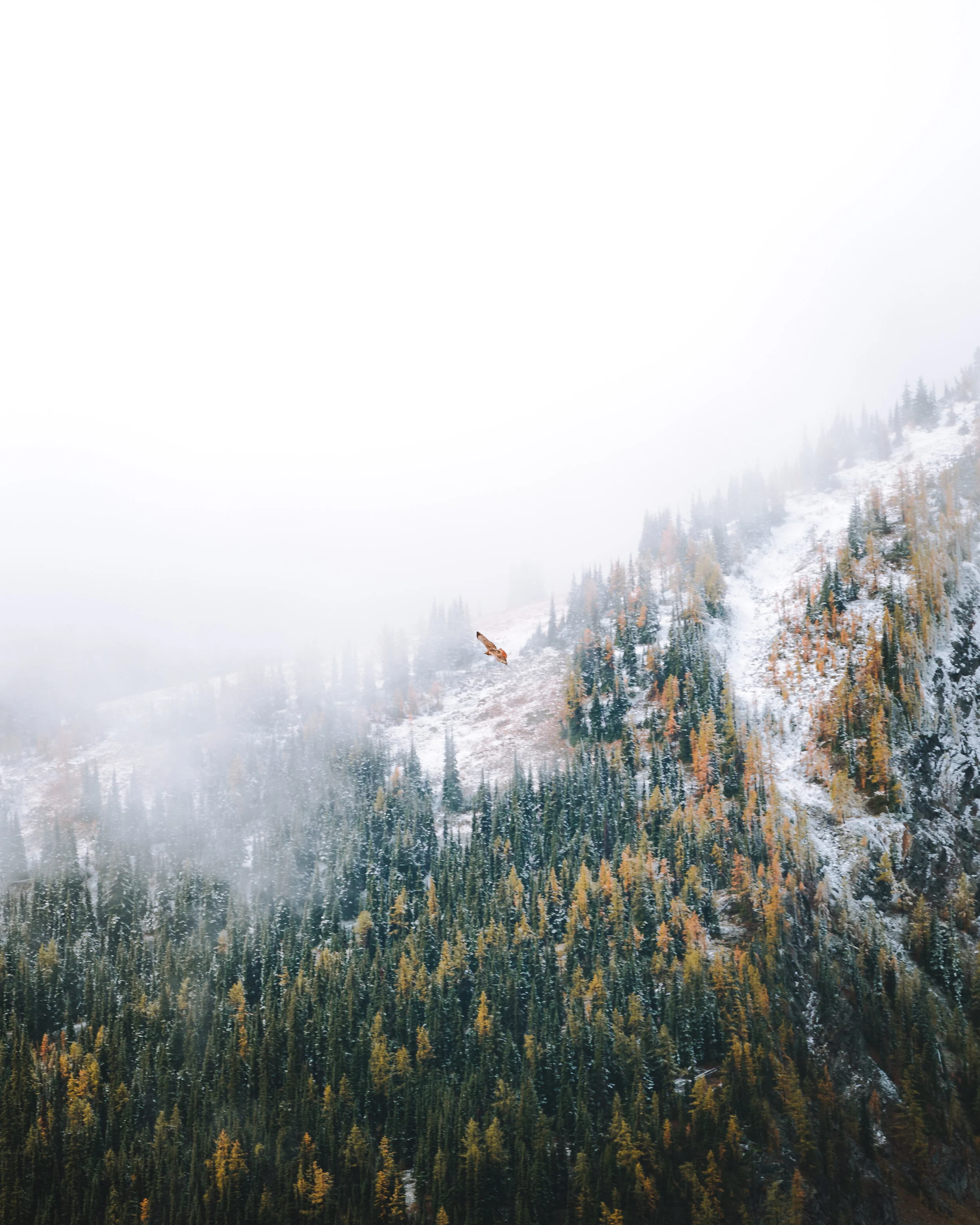 Hart's Pass - Hawk Flying at Slate Lookout.jpg
