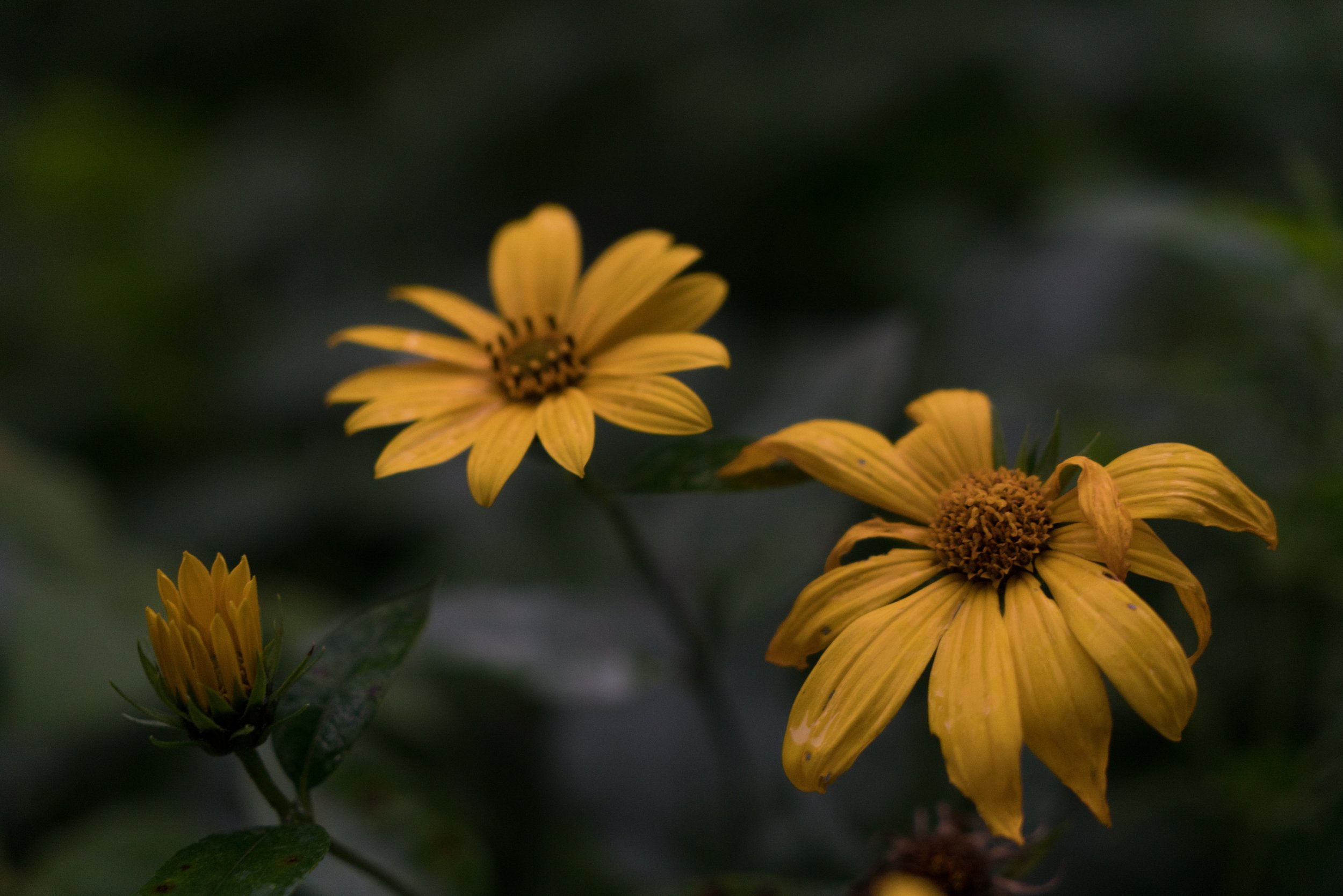 _DSC8411.jpg