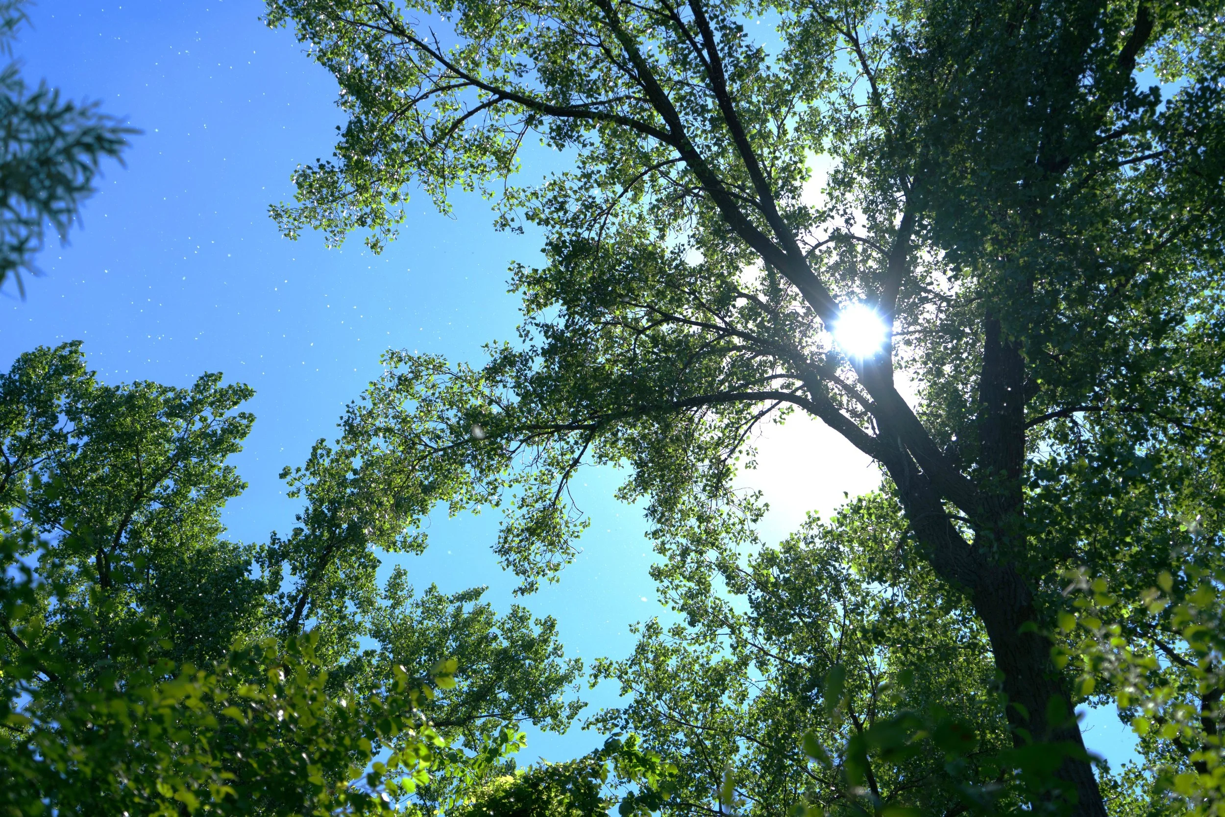 Milkweed in the Wind