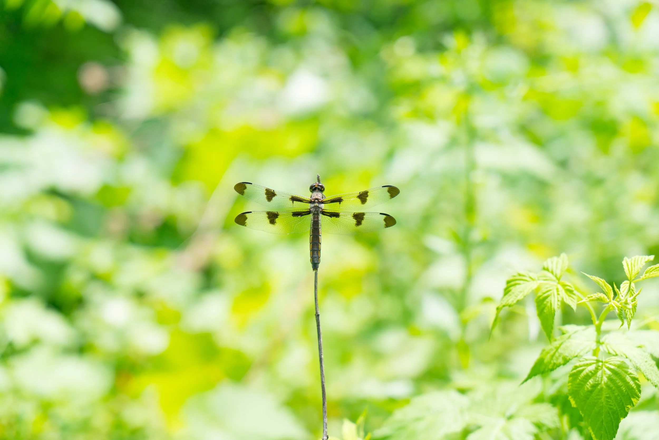 Twelve Spotted Strider