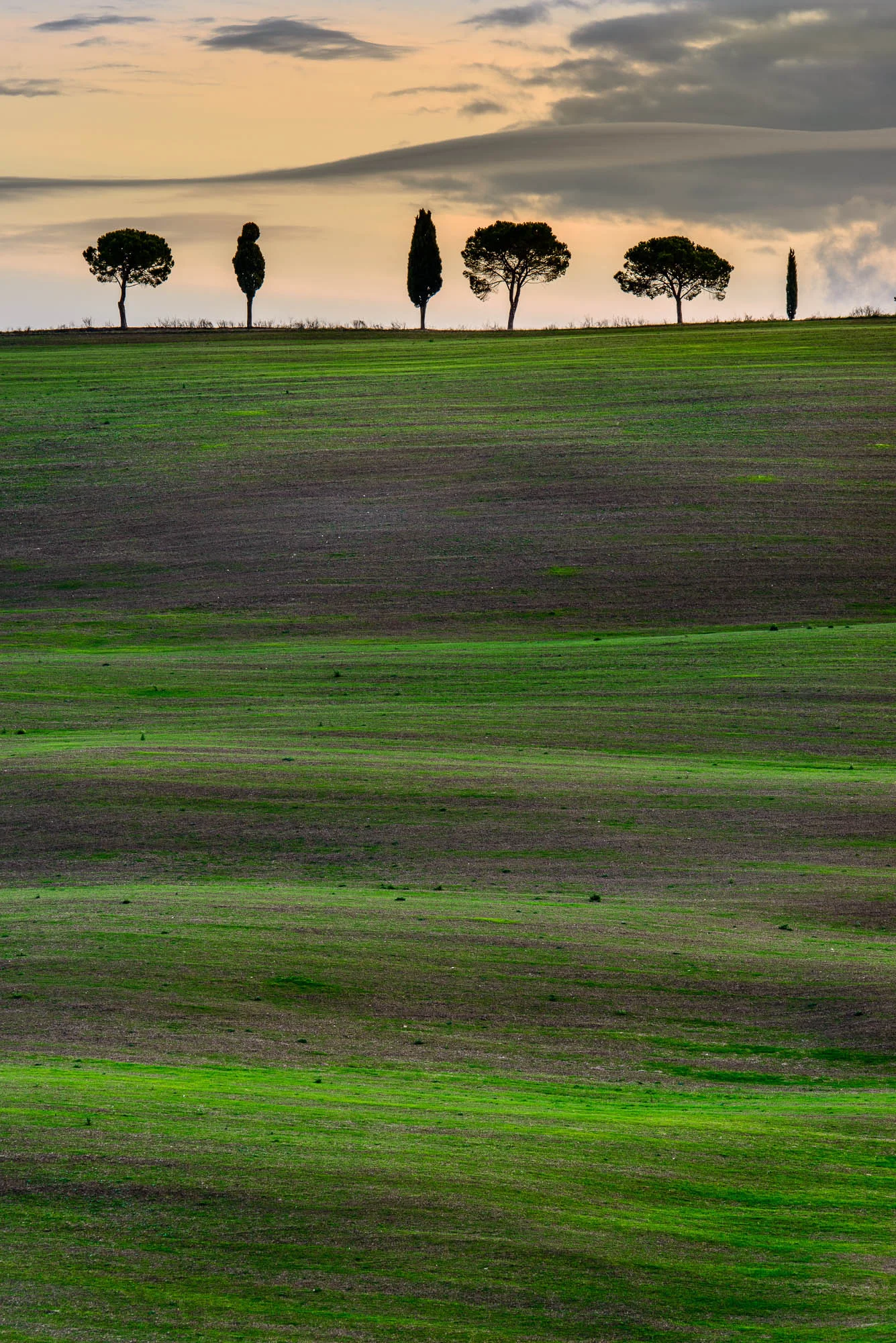 Tuscany lines and trees vertical.jpg