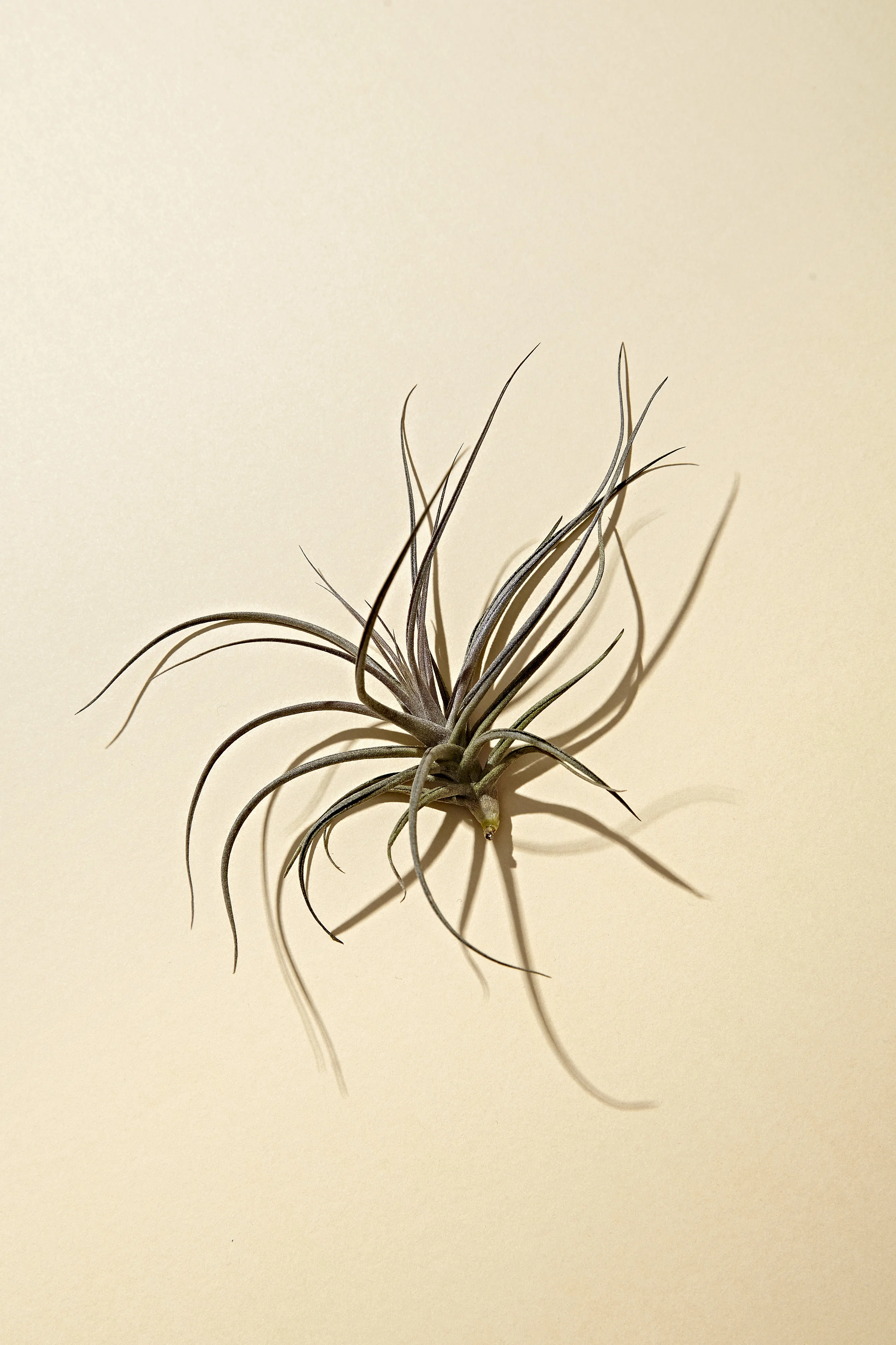 tillandsia_2943.jpg