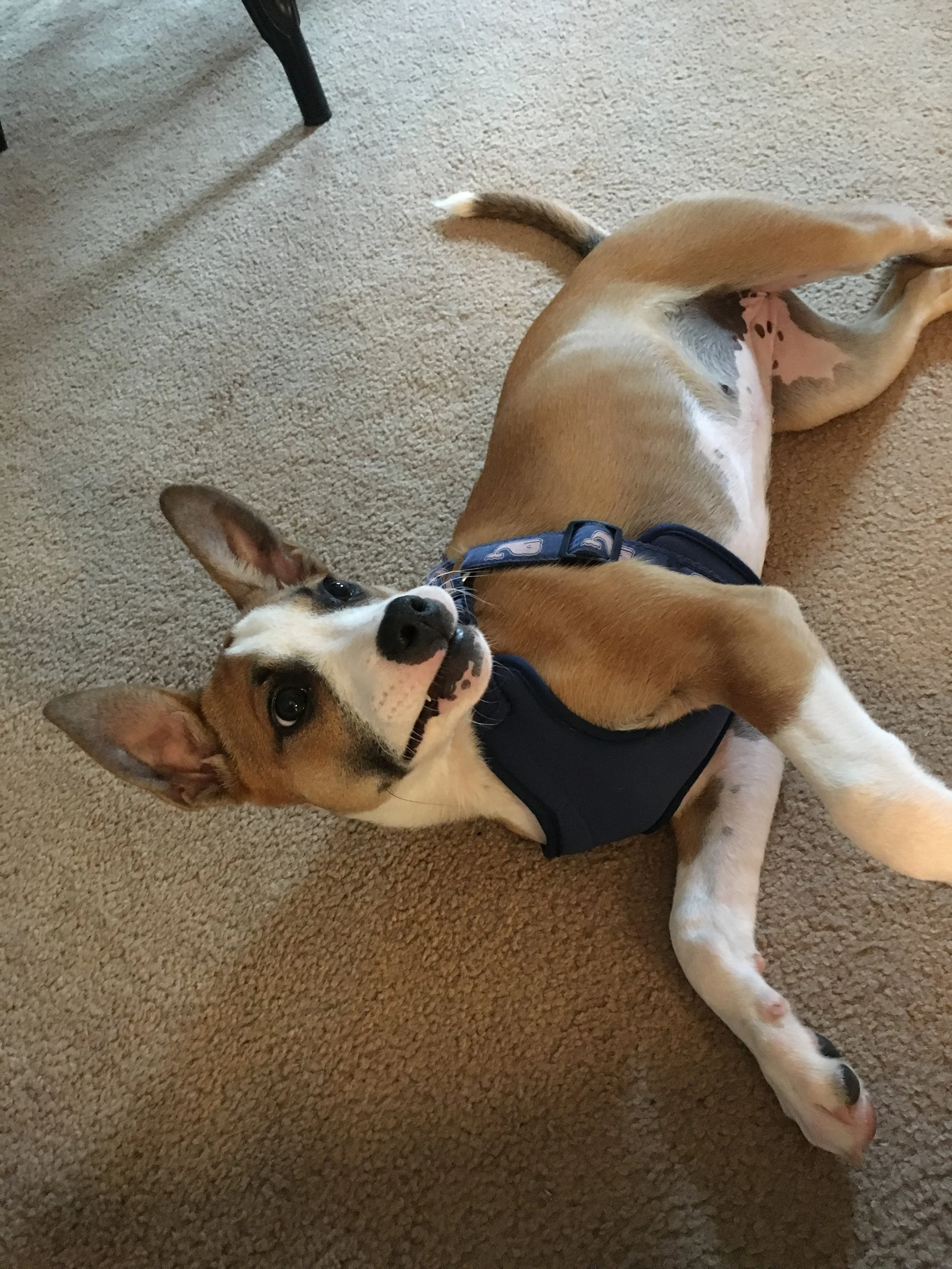 Hudson: the most adorable puppy ever