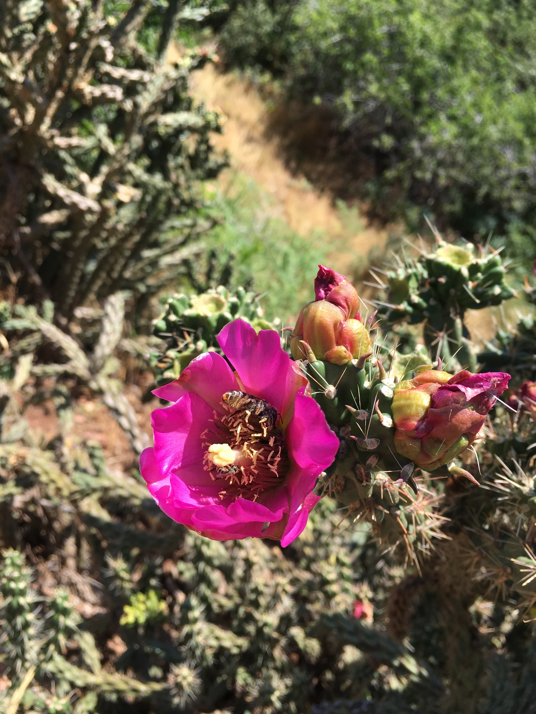 Cactus Flower on the Hike 