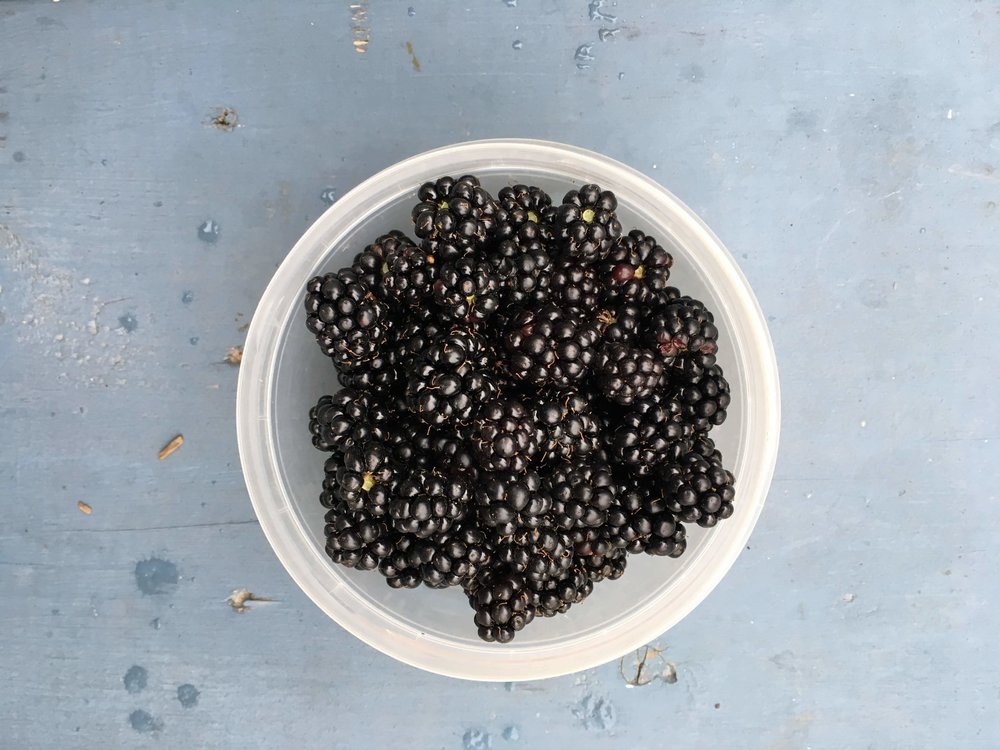 Campsite blackberries ❤️