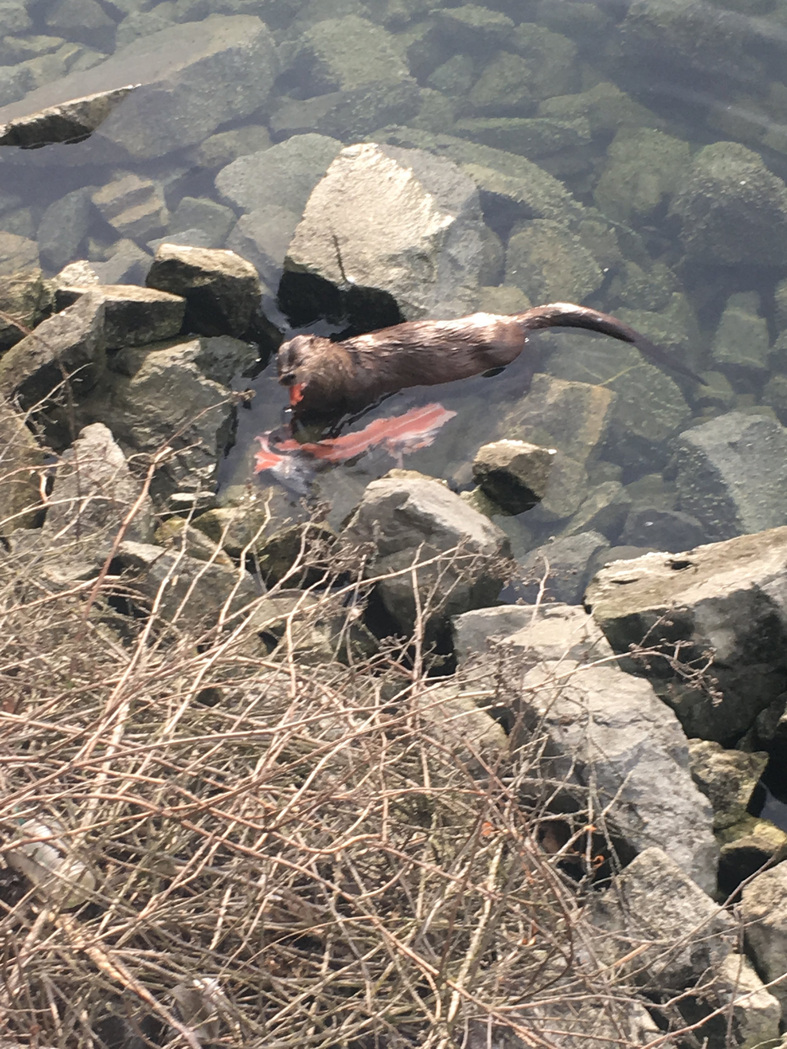 Sea Otter also having a snack
