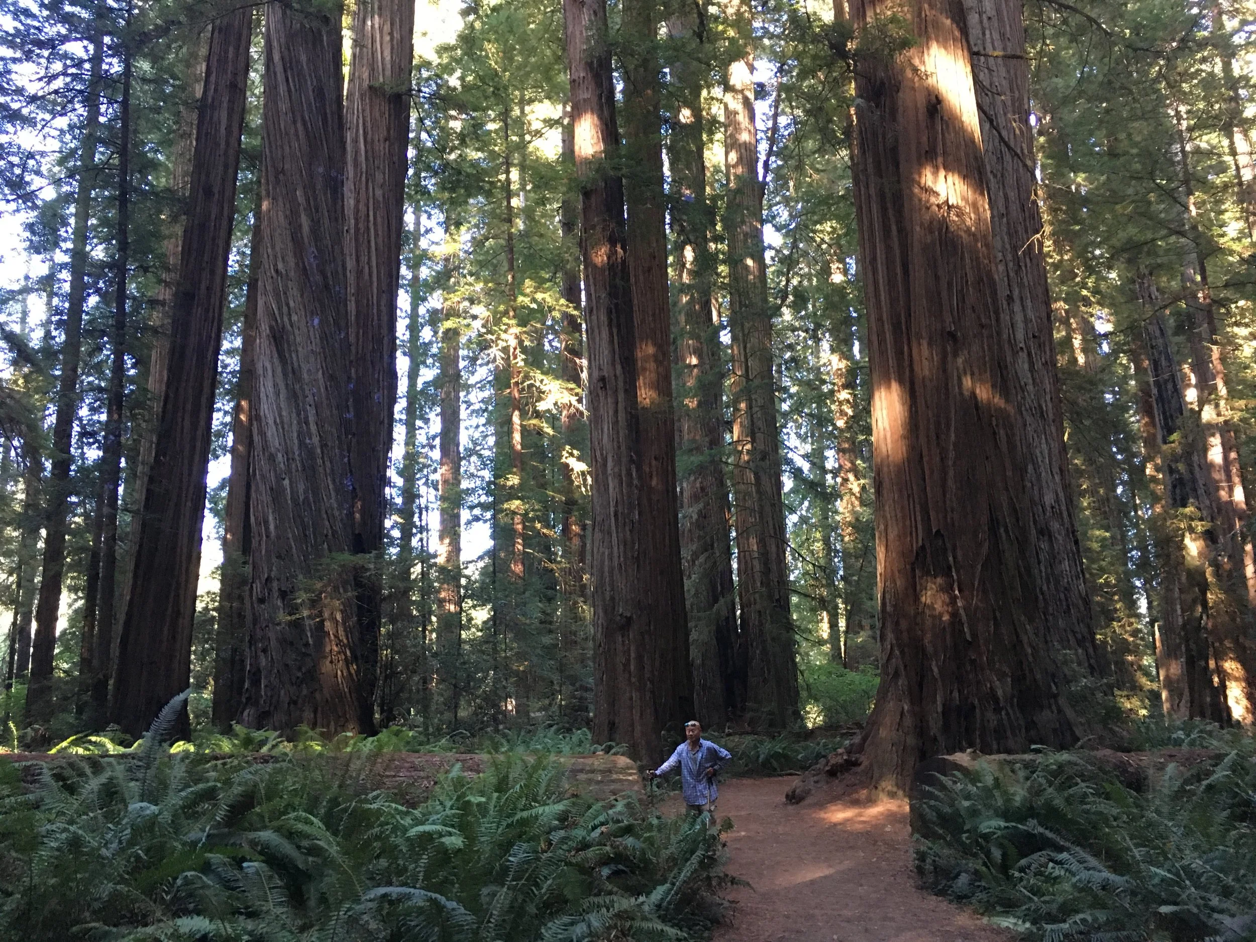Stop #15: Redwood National and State Parks