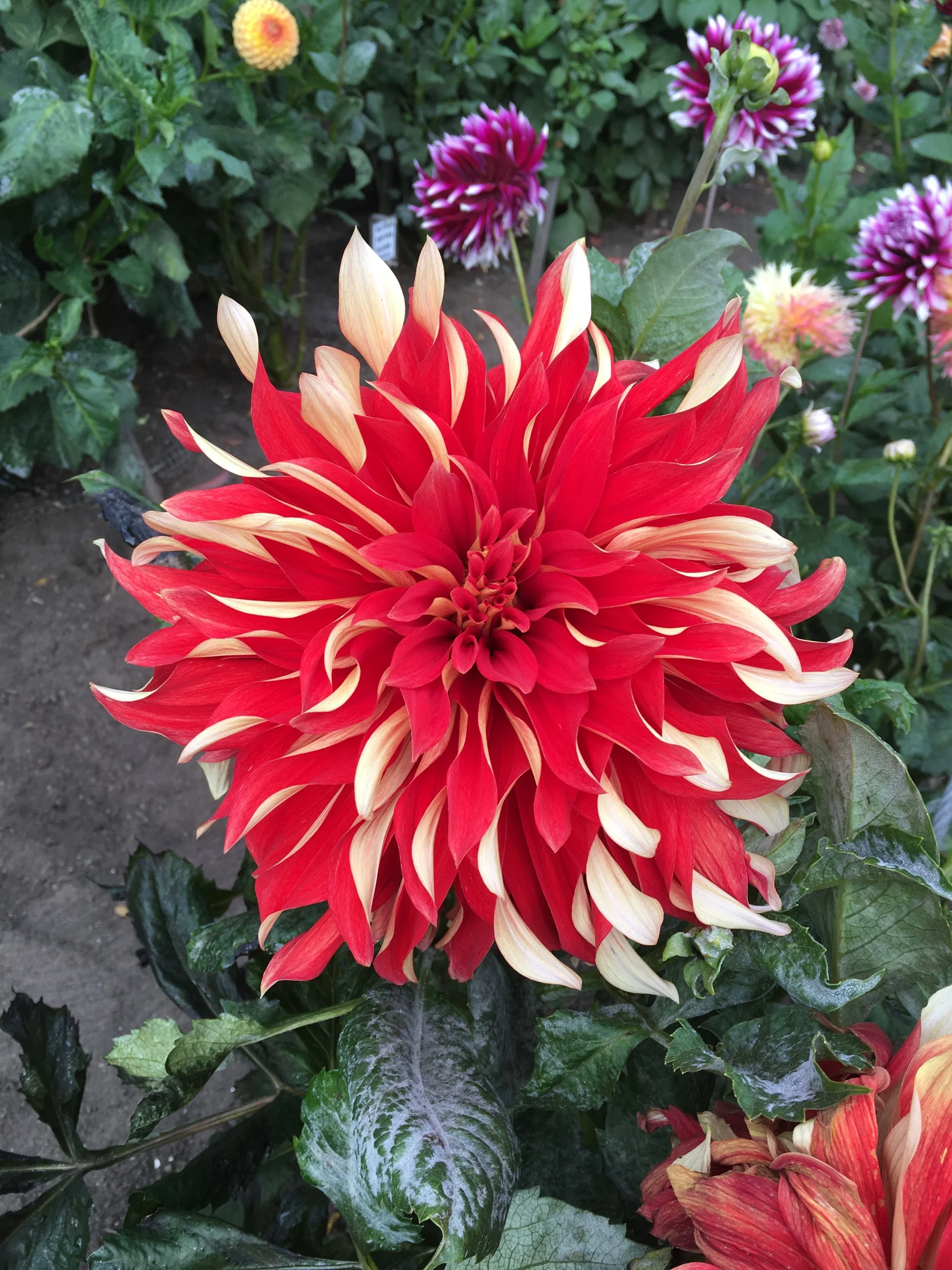 Stop #16 &amp; #17: Petaluma and San Francisco, CA