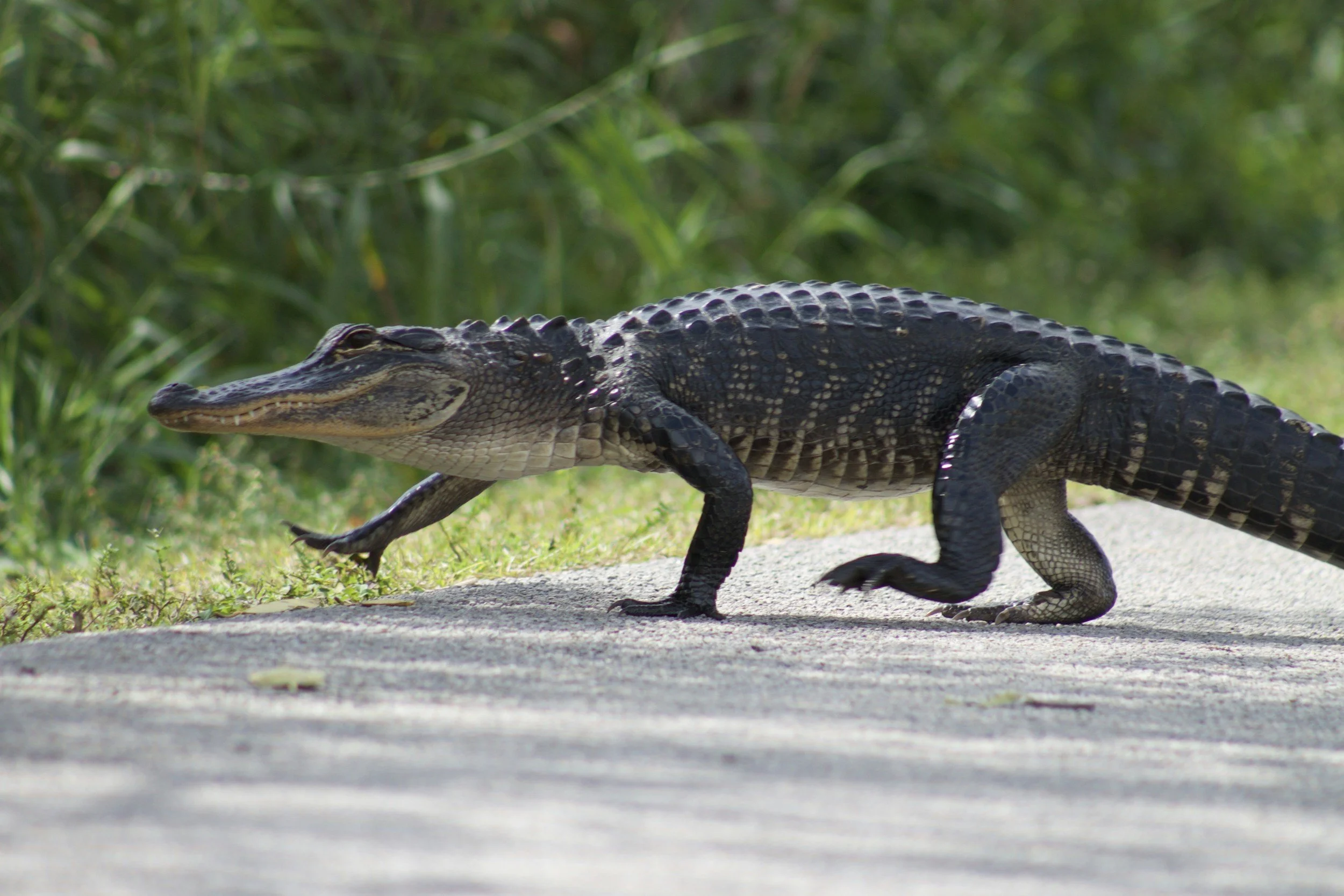 The library will no longer allow service alligators.